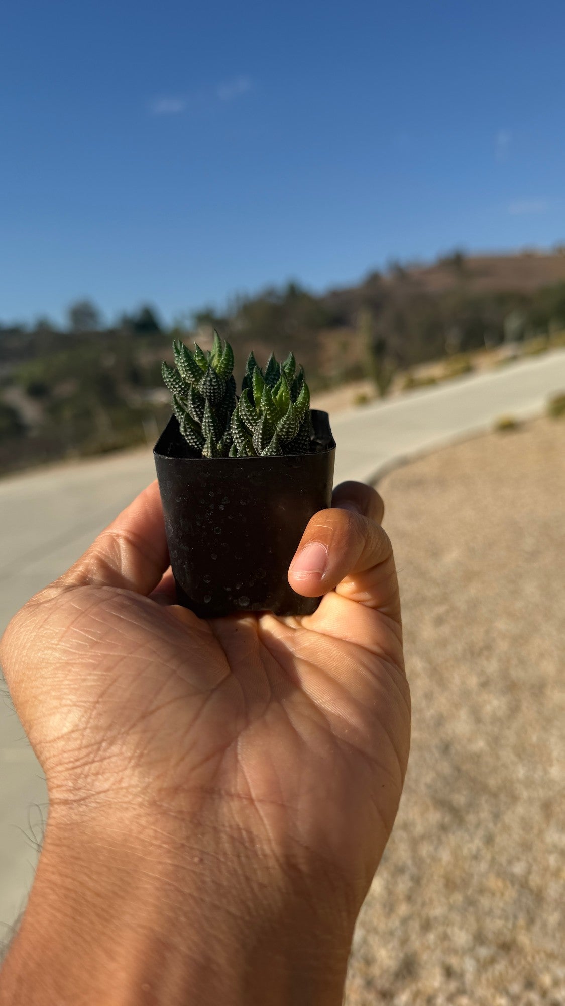 2-inch Haworthia succulent held in hand, actual size