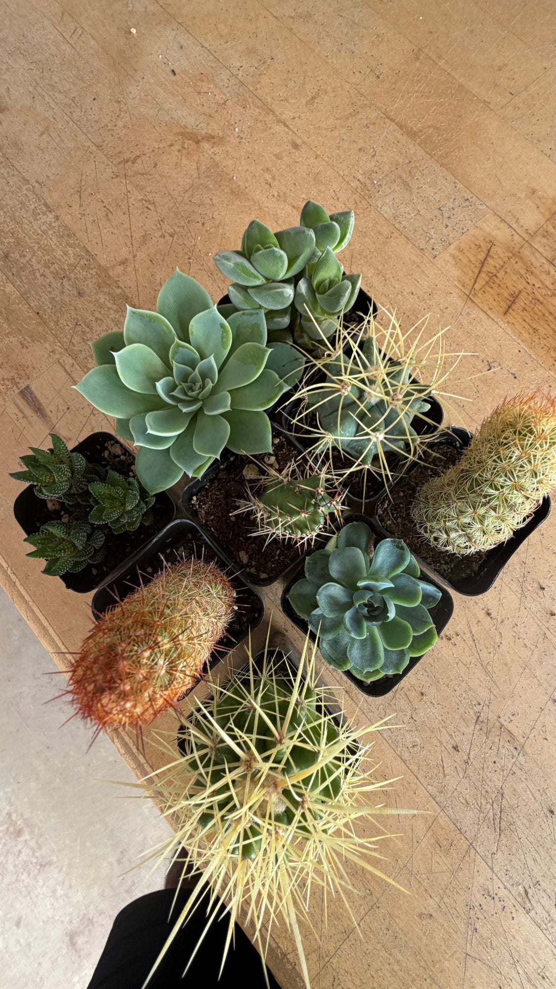 The Collector Box: nine 2-inch cacti and succulents in nursery pots, overhead view