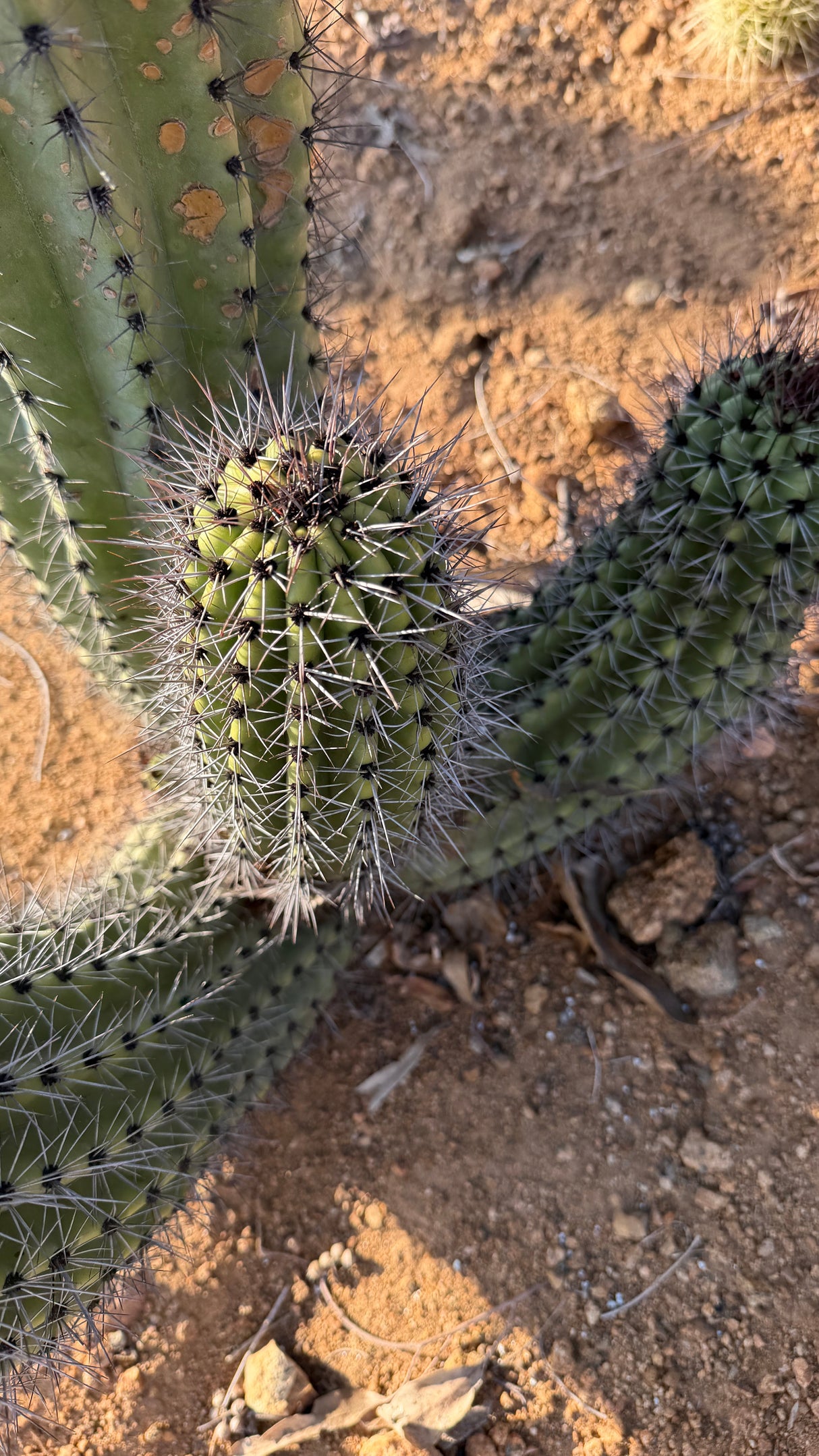 Basal offsets branching from the base of an Organ Pipe Cactus
