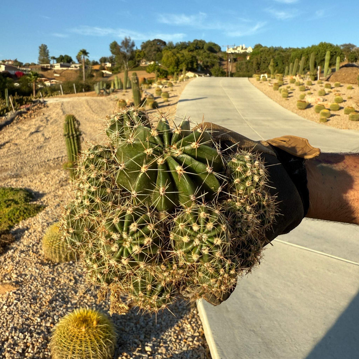 Side angle of Echinopsis oxygona clump showing round ribs