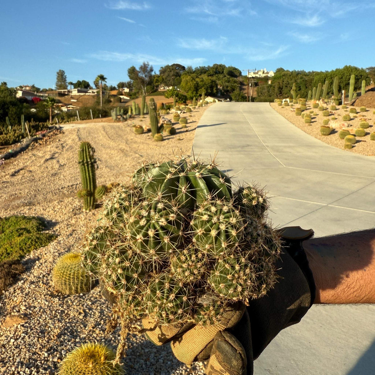 Top view of Easter Lily Cactus cluster highlighting spines