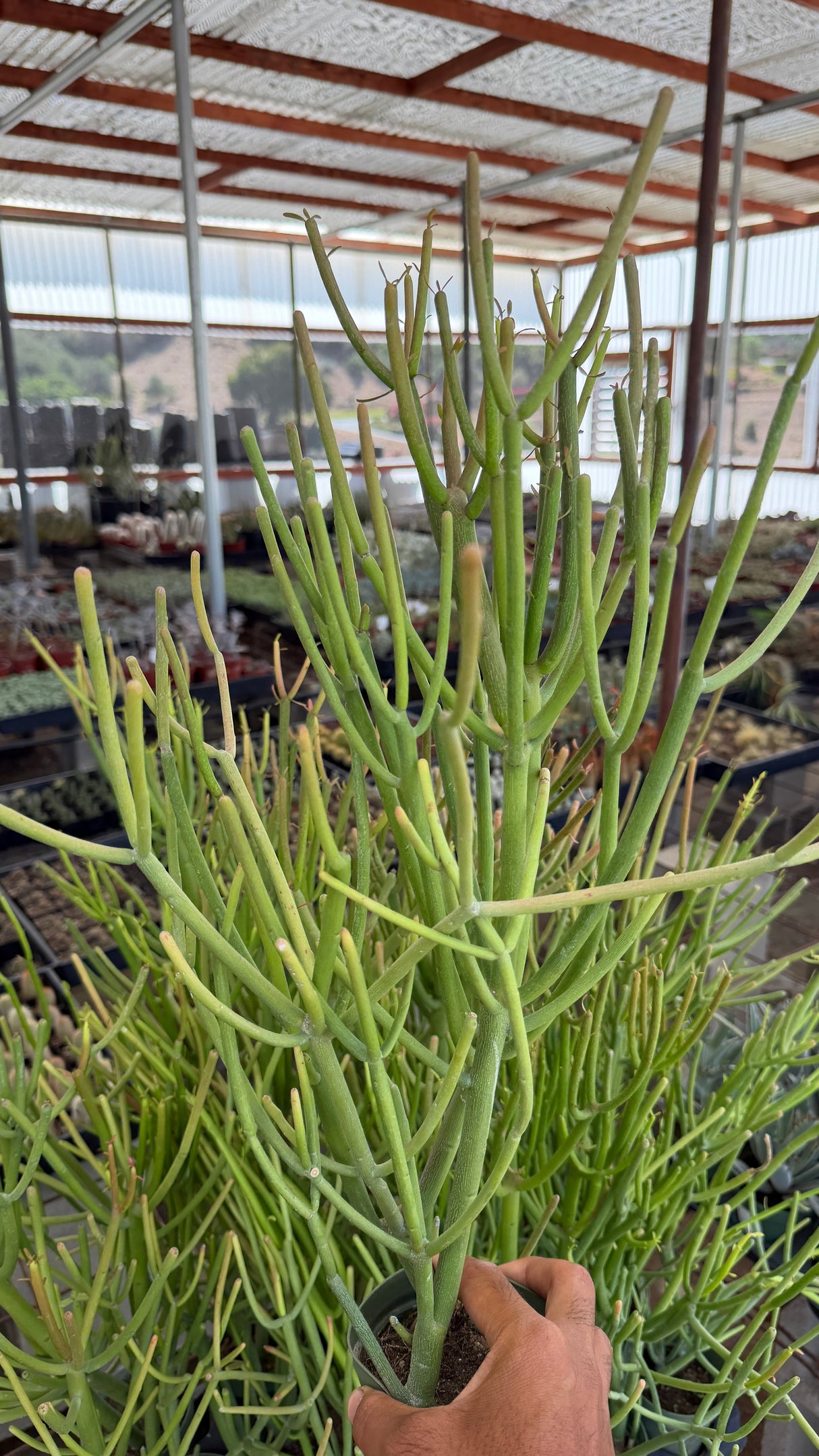 XL Euphorbia tirucalli Sticks on Fire Pencil Cactus about 20 inches tall in 4 inch pot