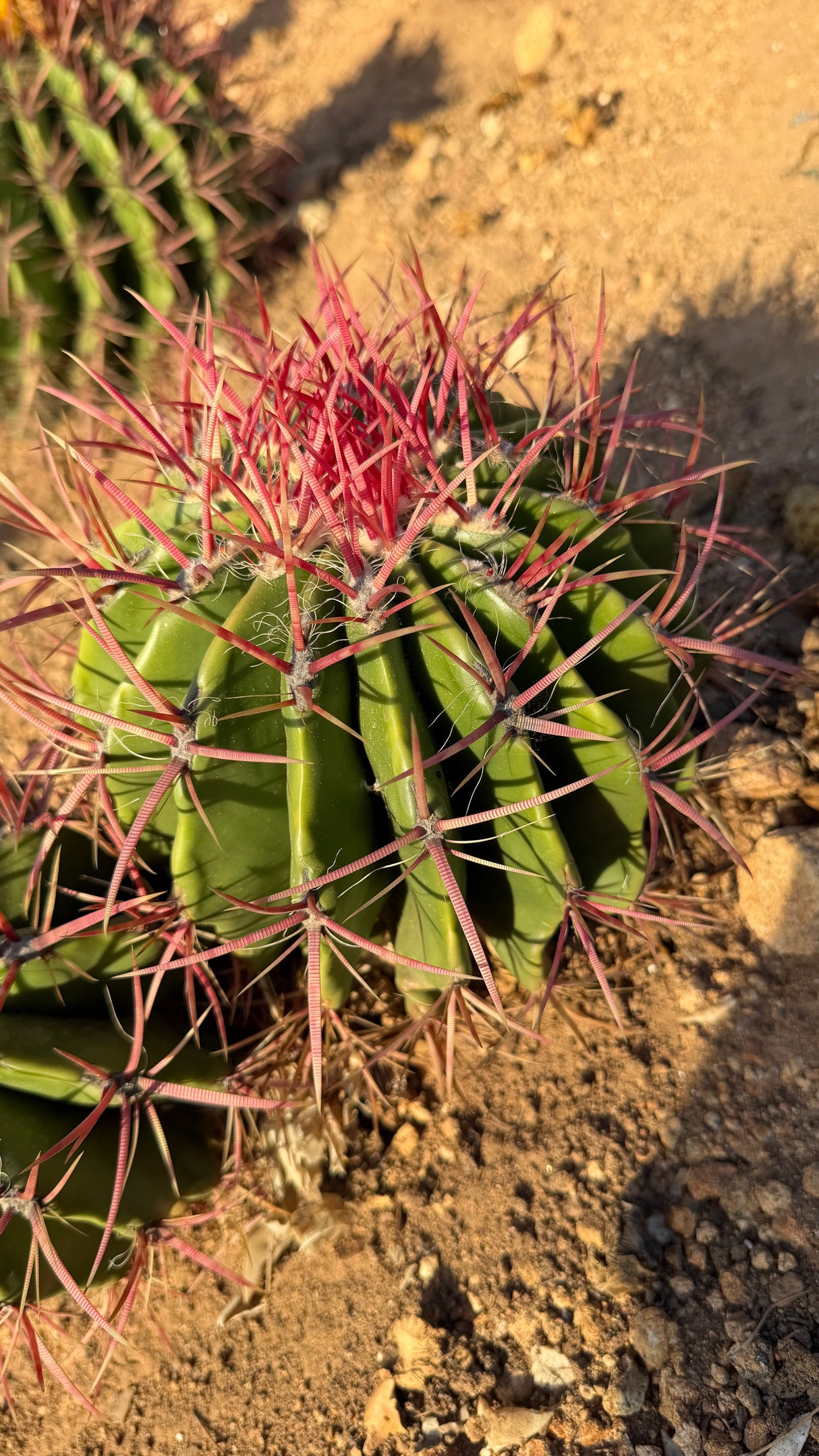 Close view of fiery red spination on Ferocactus pilosus