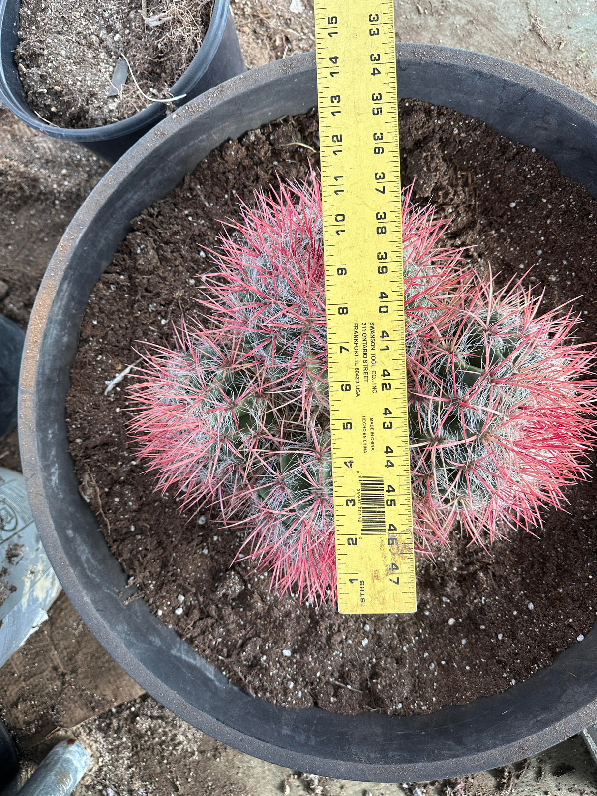 Red Barrel Cactus- Ferocactus sp. Cluster