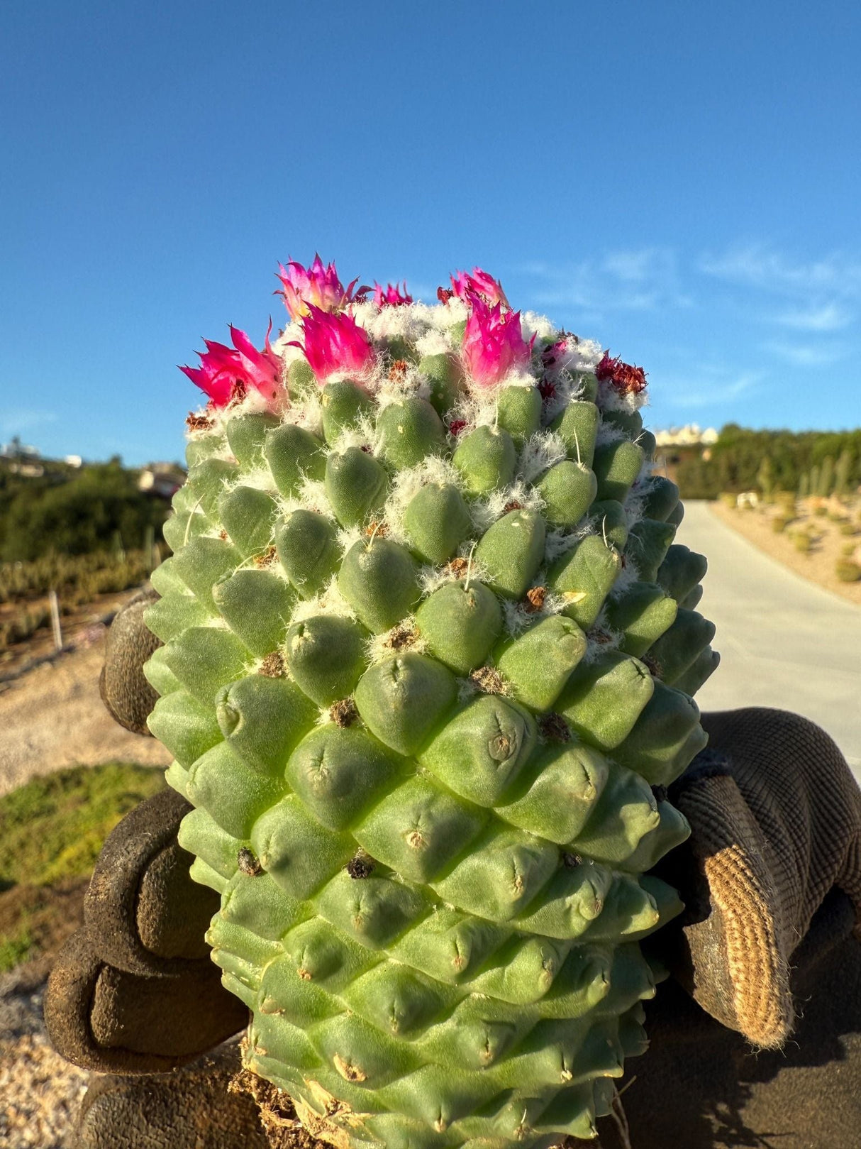 Closeup of Toluca cactus highlighting spines, wool, and pink flowers