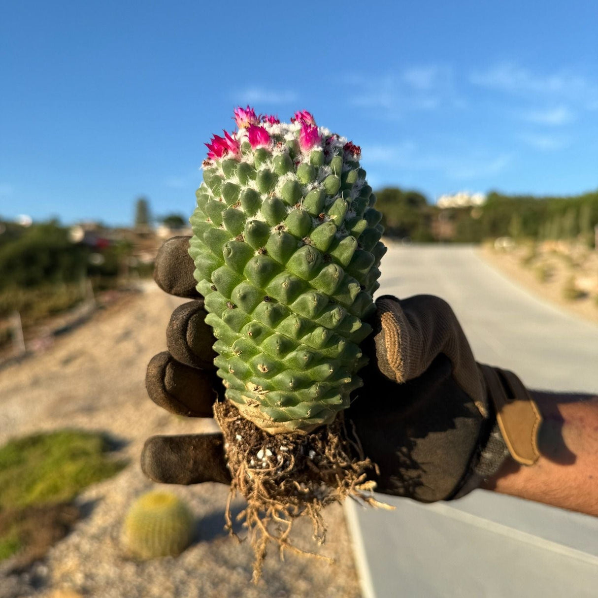 Front view of Mammillaria polythele Toluca cactus with roots exposed