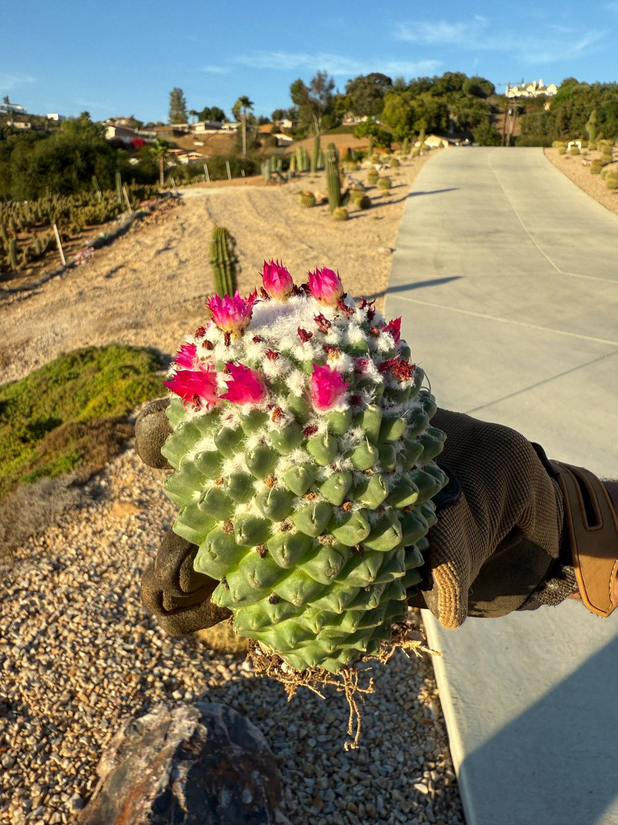 Mammillaria polythele Toluca cactus with bright pink flowers in bloom