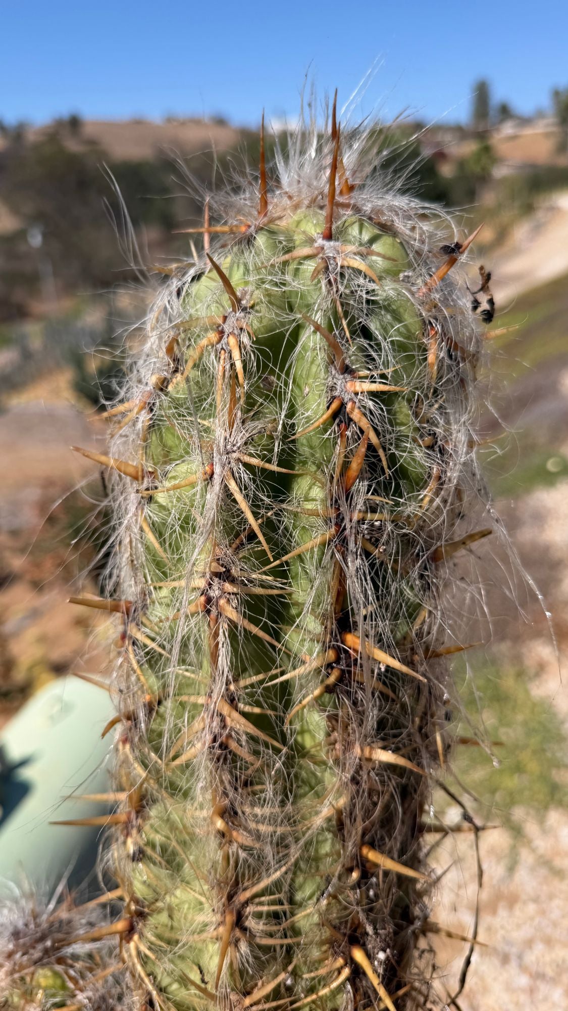 Old Man of the Andes Oreocereus celsianus close up of white hair and golden spines