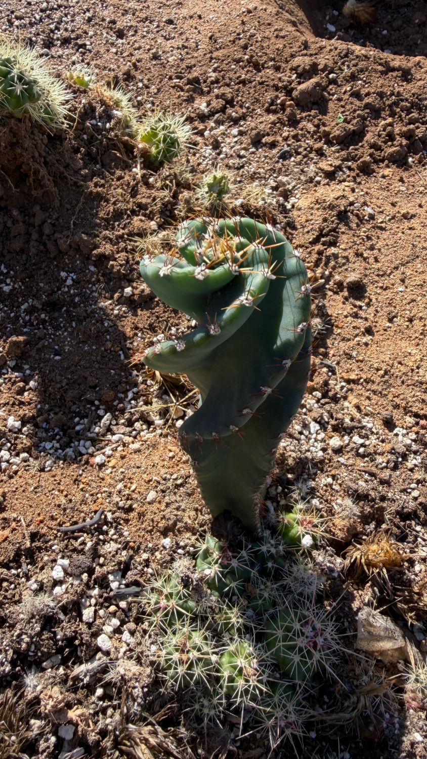 Side view of the Spiral Cactus twist and amber spines