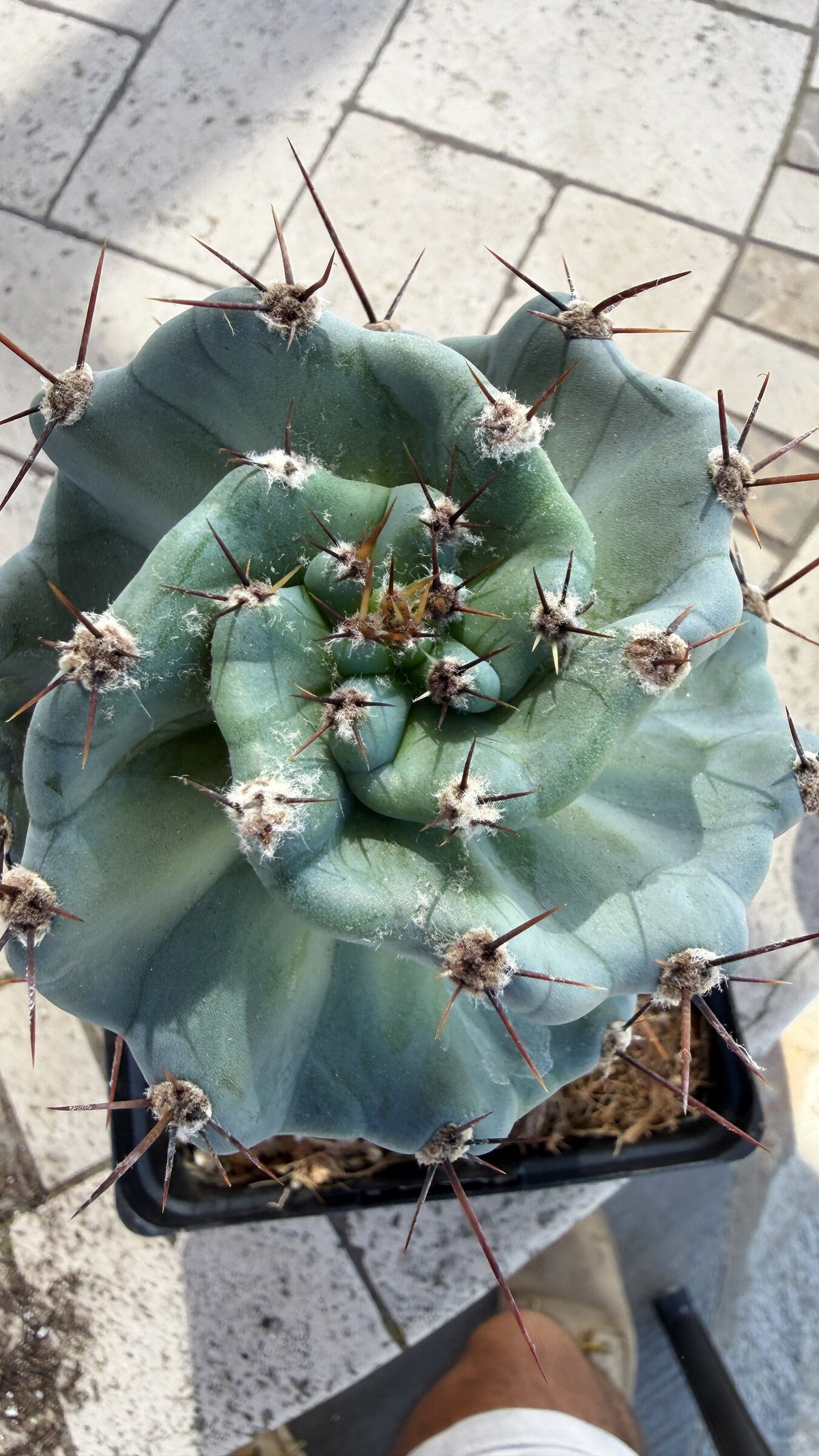 Top down view of the Spiral Cactus crown and spines