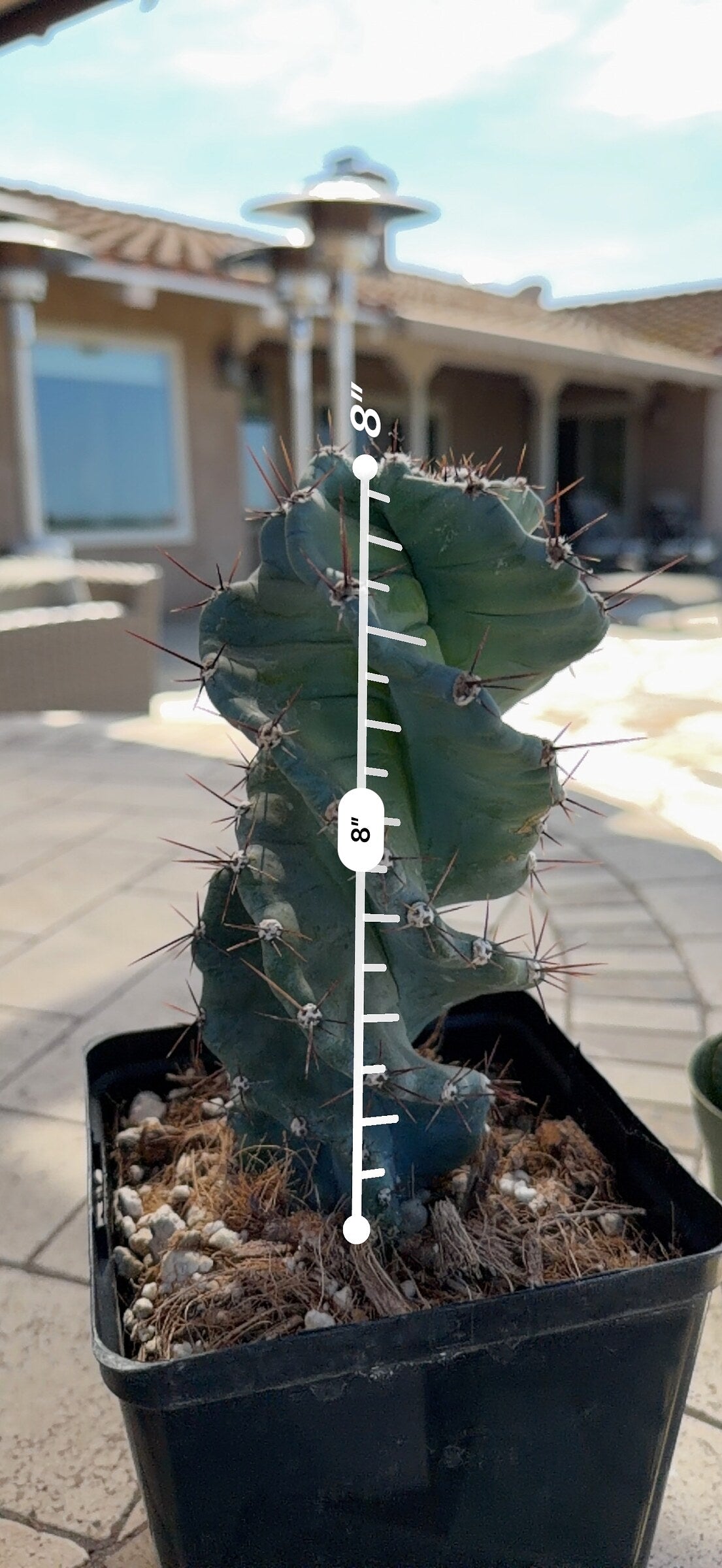 Spiral Cactus measured at 8 inches tall