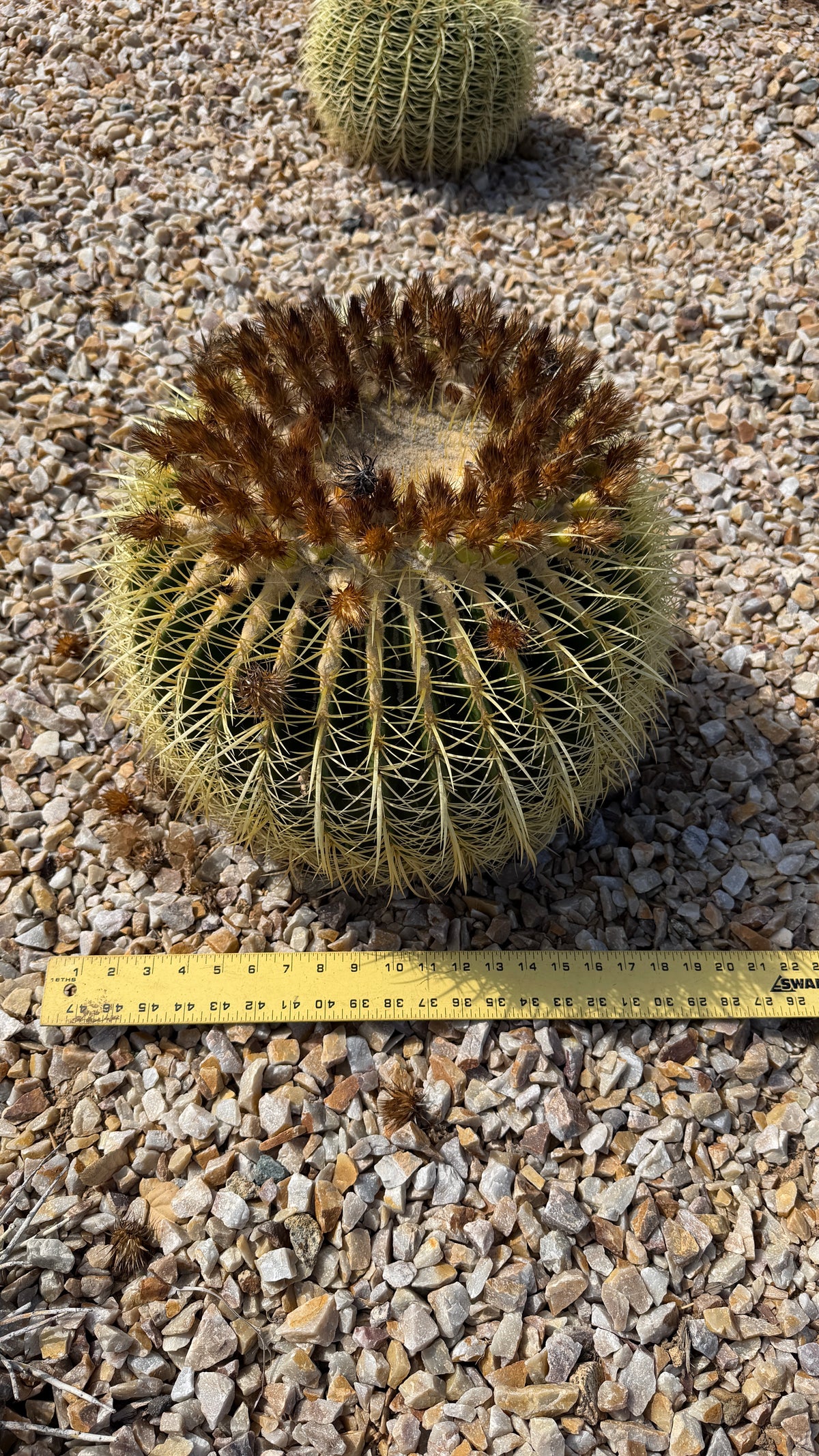 One of a kind Golden Barrel cactus Echinocactus grusonii about 16 inches across with a yardstick at Cactus Warehouse