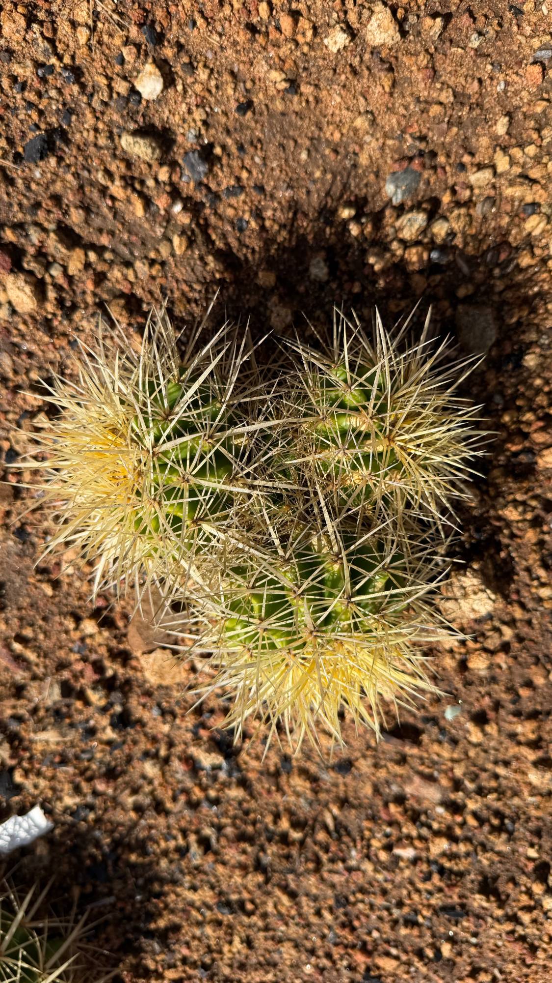 Top down view of the three fused Golden Barrel heads with pale gold spines