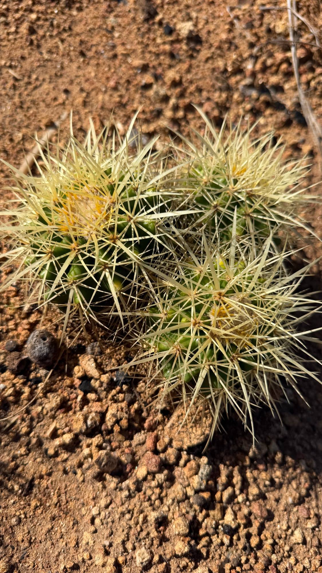 One of a kind three head Golden Barrel cactus cluster Echinocactus grusonii about 7 inches across growing in the ground at Cactus Warehouse