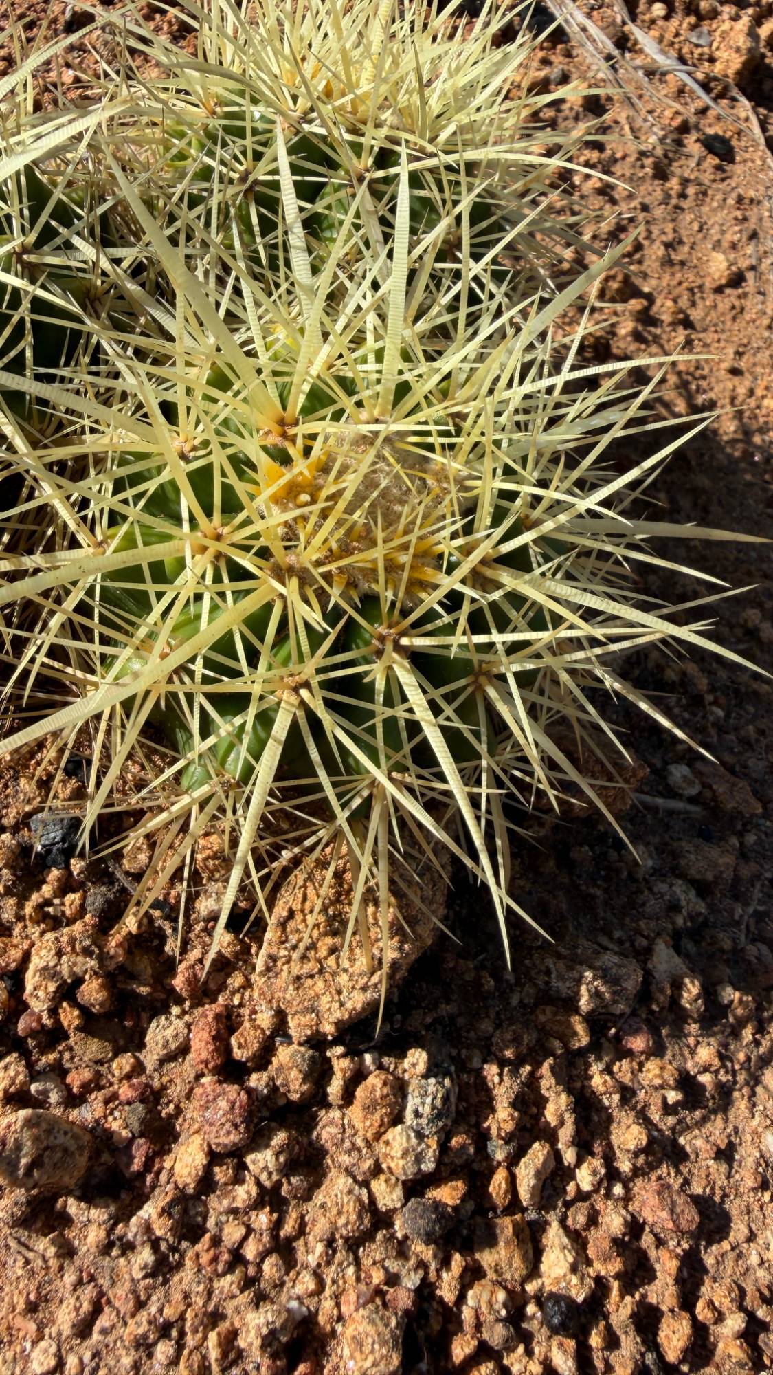 Close view of one Golden Barrel head and its pale gold spines