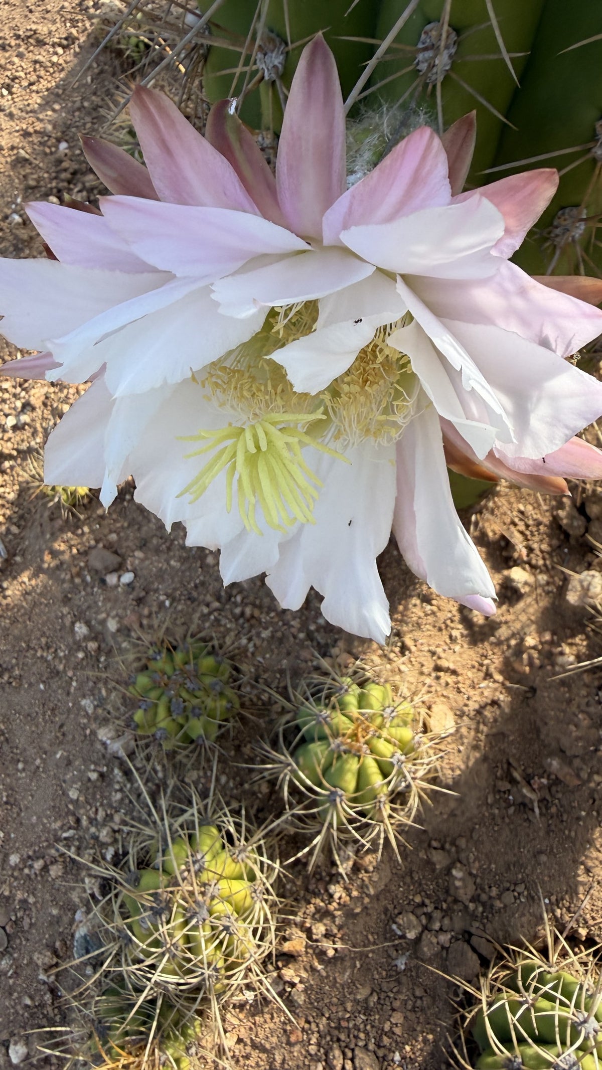 Large white and pink funnel flower on an Argentine Saguaro cactus