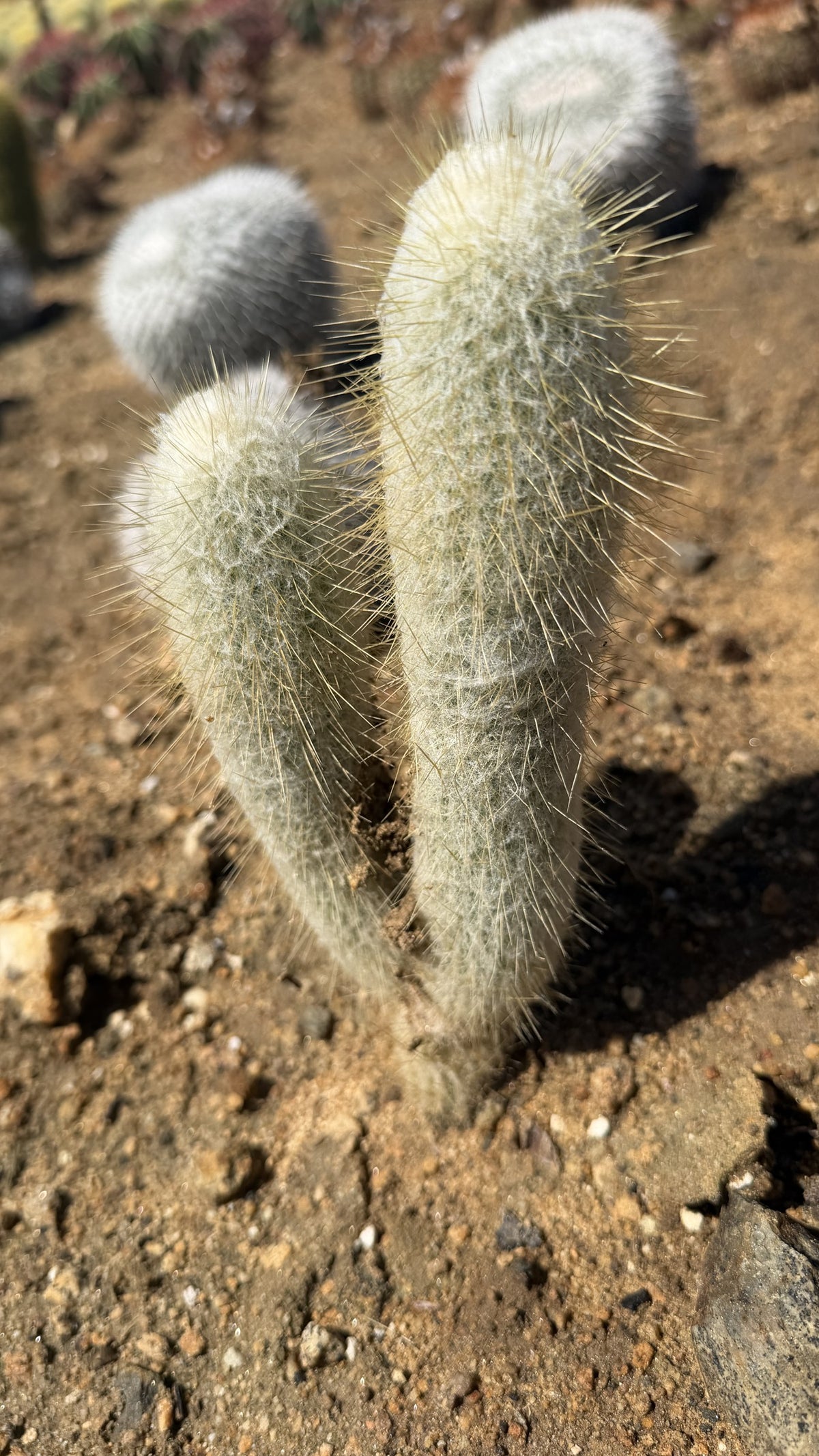 Peruvian Old Man Cactus two stem plant side view showing white wool and straw gold spines