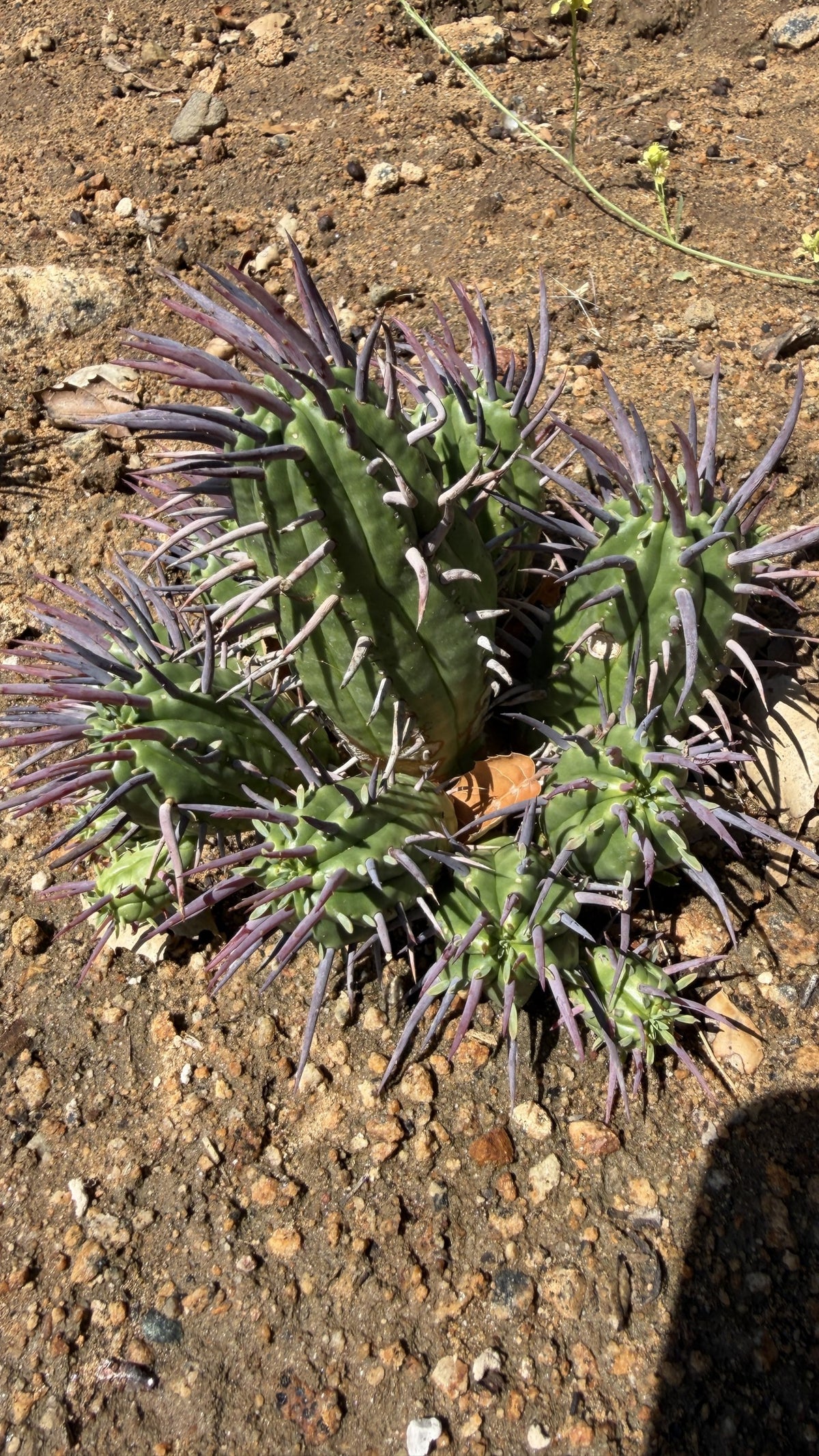 Close view of Euphorbia ferox cluster showing green ribbed stems and plum purple spines