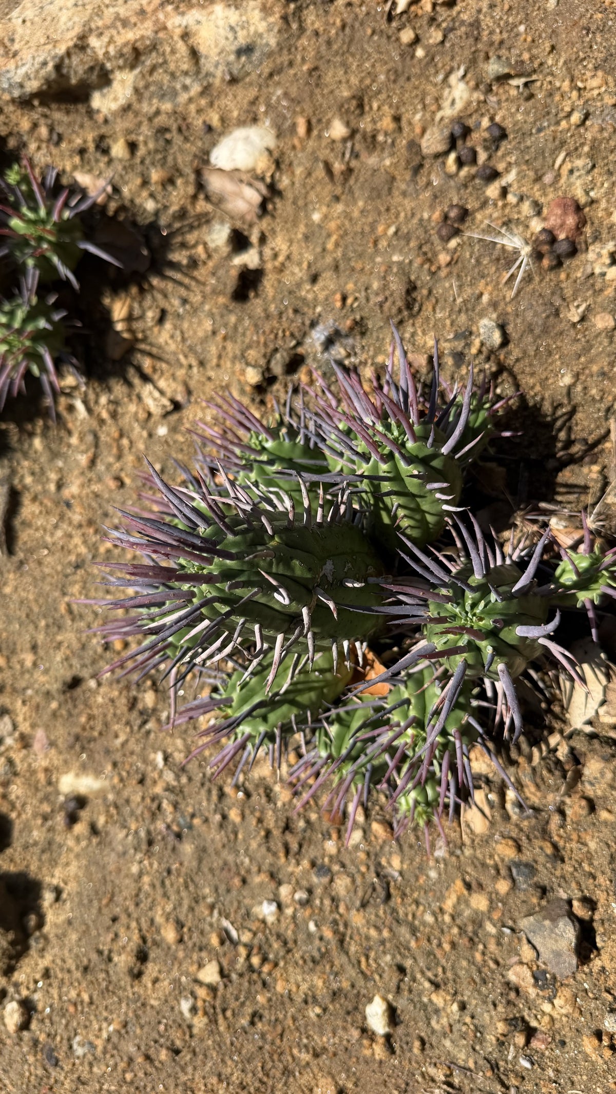 Top view of a Euphorbia ferox cluster of about ten heads