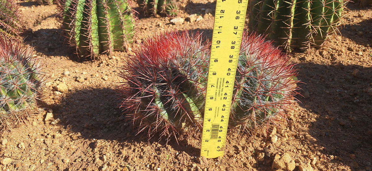 Mexican Lime two head cactus measured for height with a ruler
