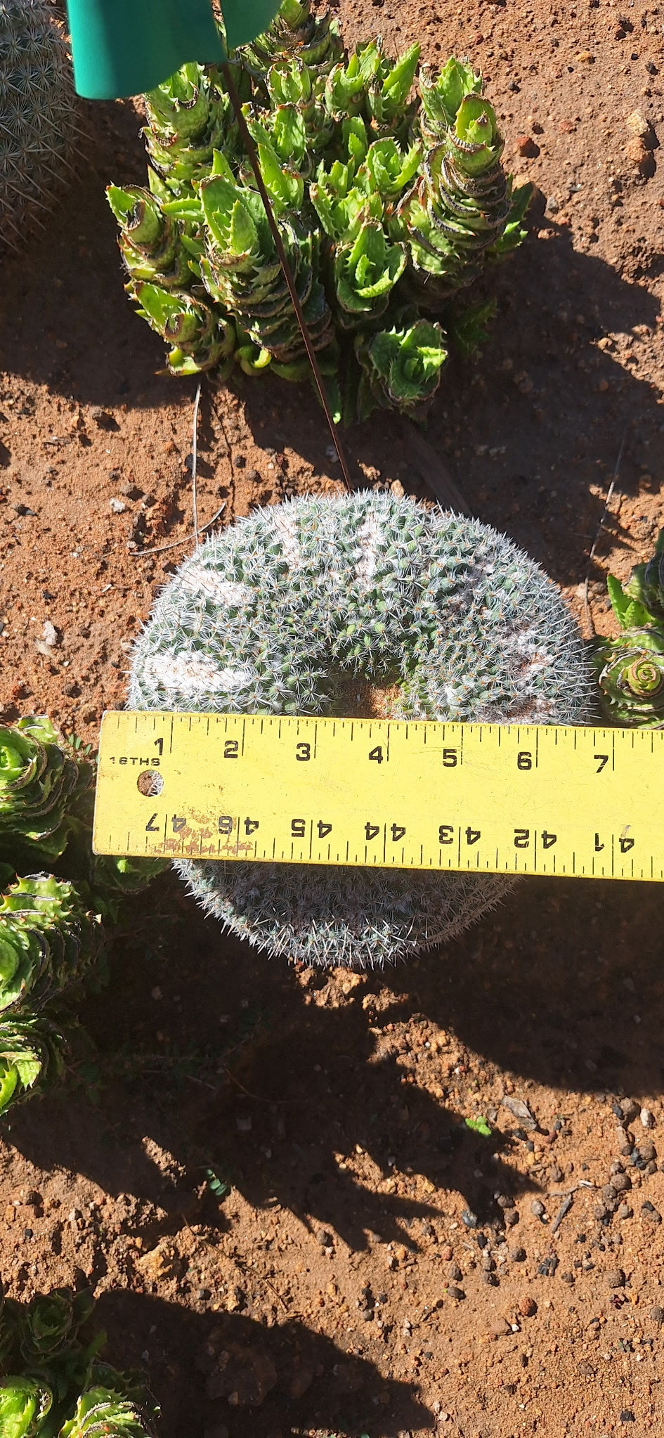 Owl Eye Cactus ring measured at about 6.5 inches across