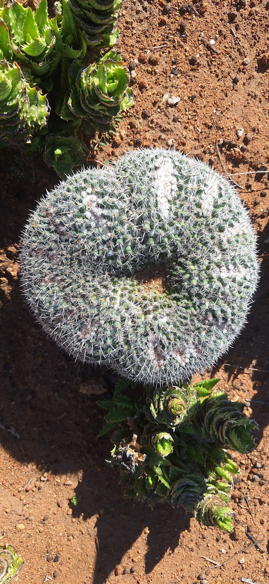 One of a kind Owl Eye Cactus Mammillaria parkinsonii grown into a ring about 6.5 inches across with an open center
