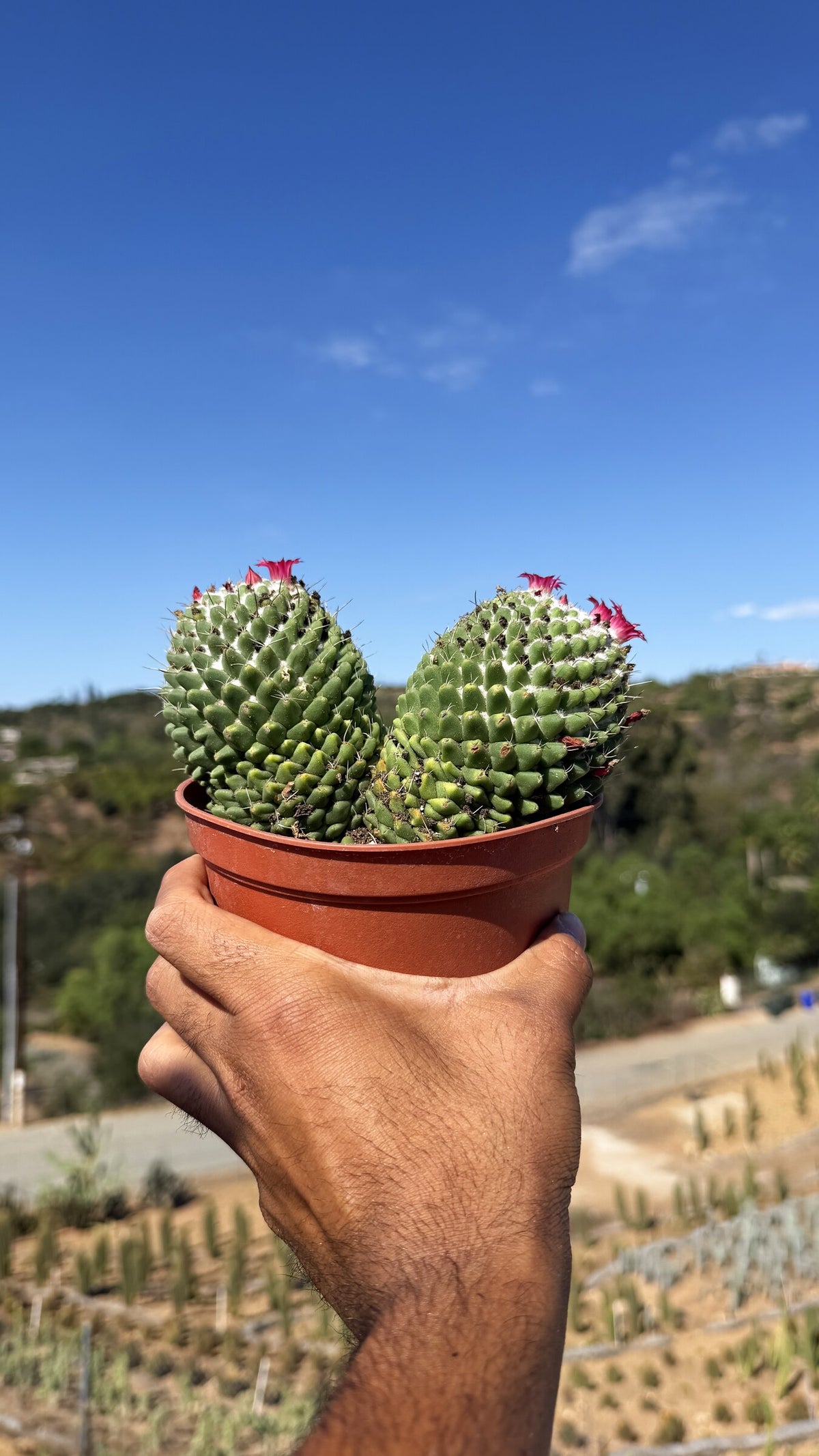 Two head Mammillaria held in hand for scale