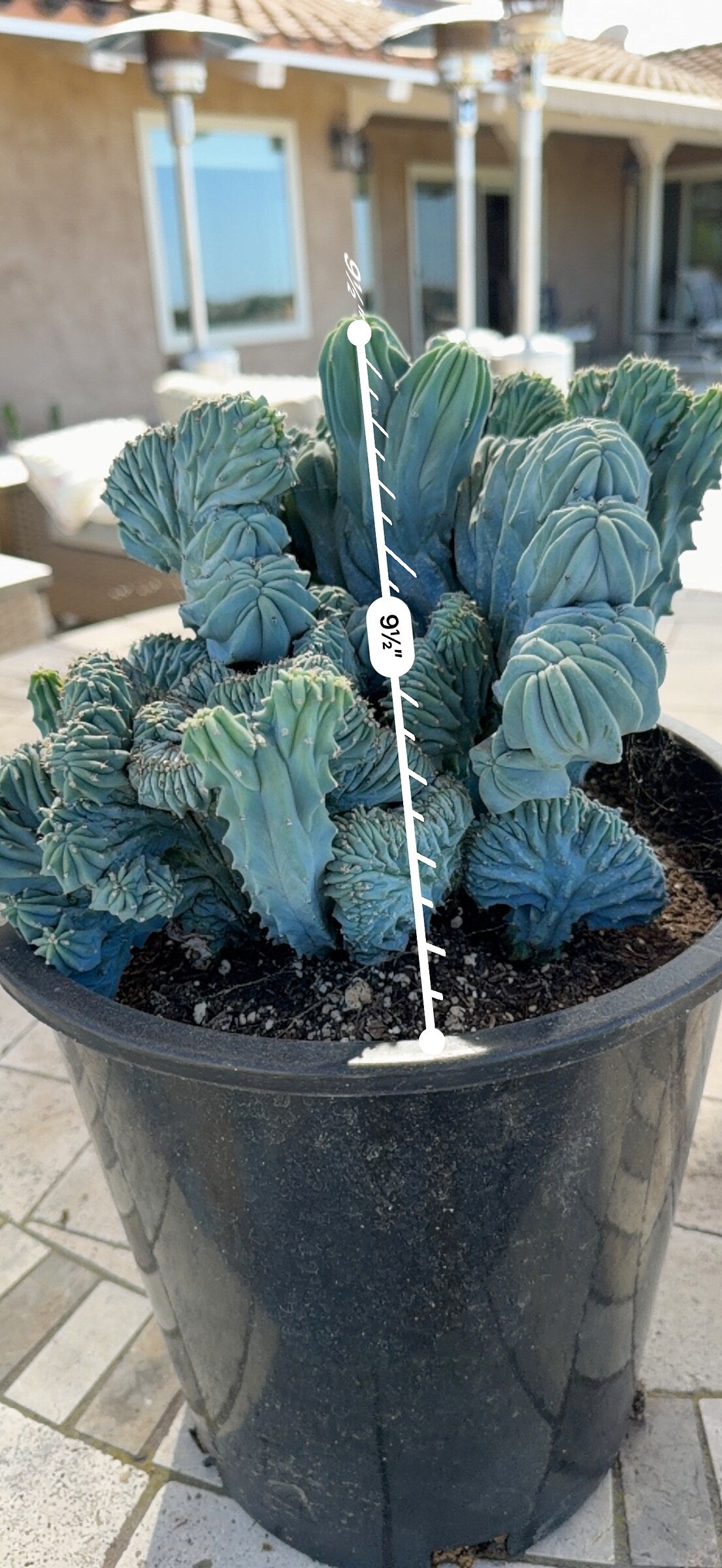 Blue Myrtle crest measured at 9.5 inches tall above the soil