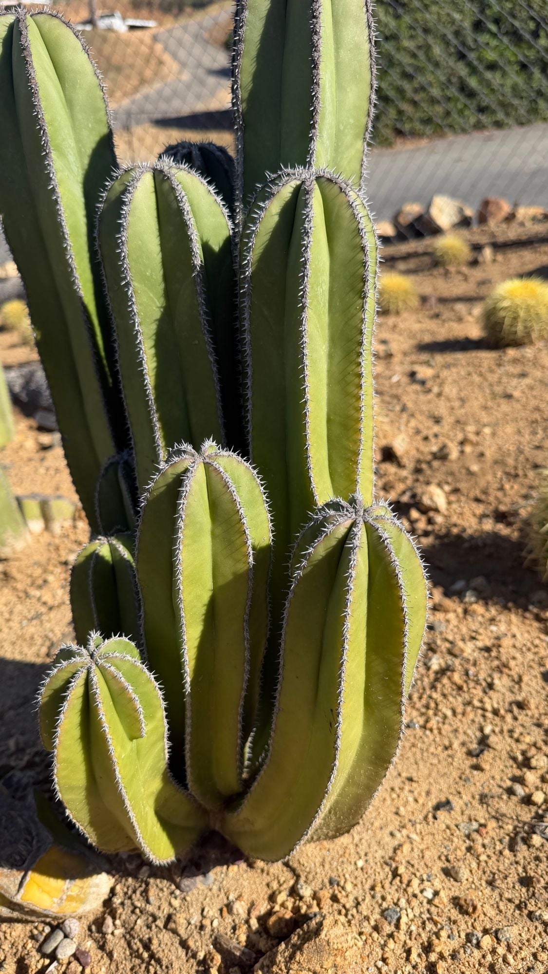 Close view of the white felted ribs of the Mexican Fence Post clump