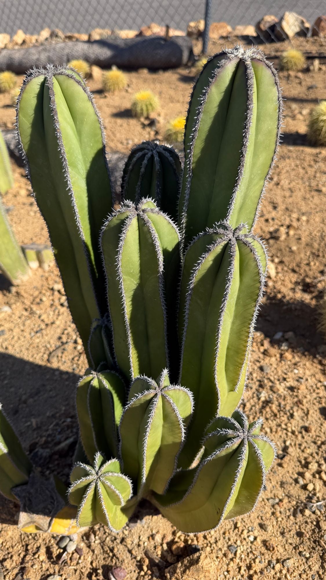 One of a kind Mexican Fence Post cactus clump Pachycereus marginatus about 23 inches tall with a dozen stems in the field at Cactus Warehouse