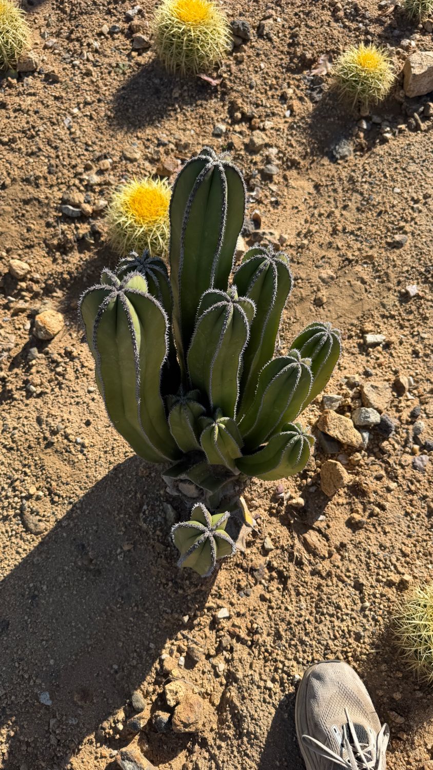 Top down view of the Mexican Fence Post clump showing every stem