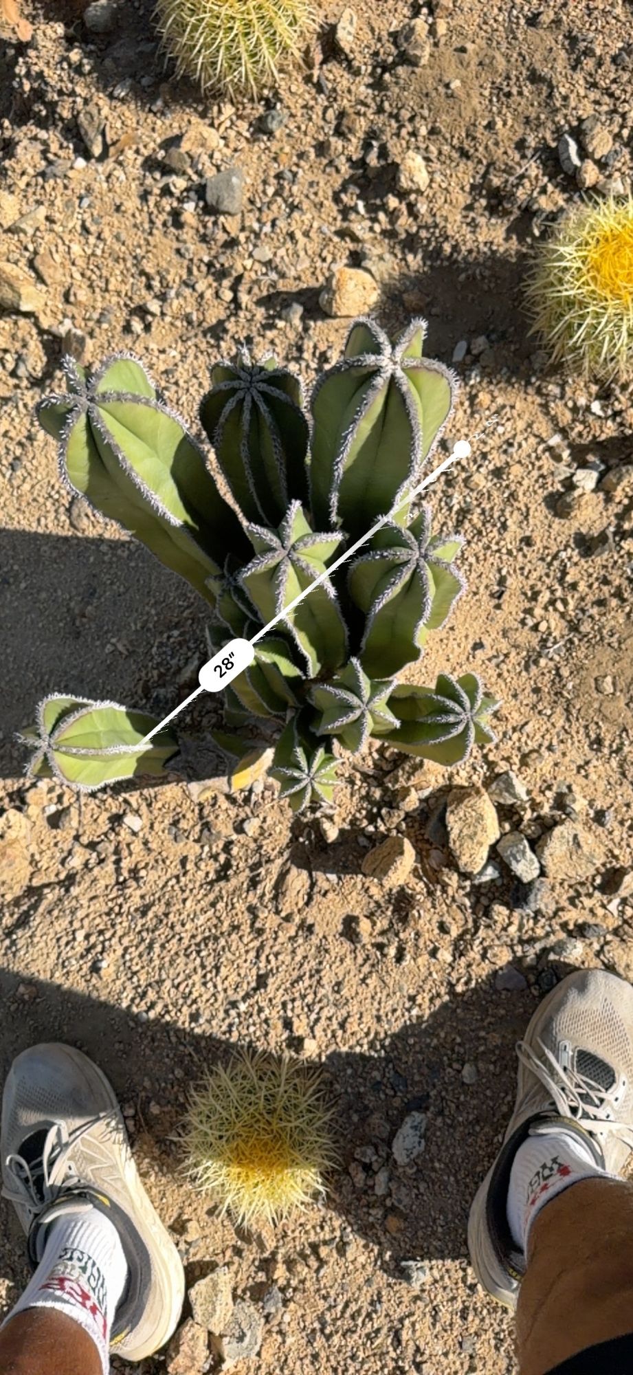 Mexican Fence Post clump measured at about 28 inches across