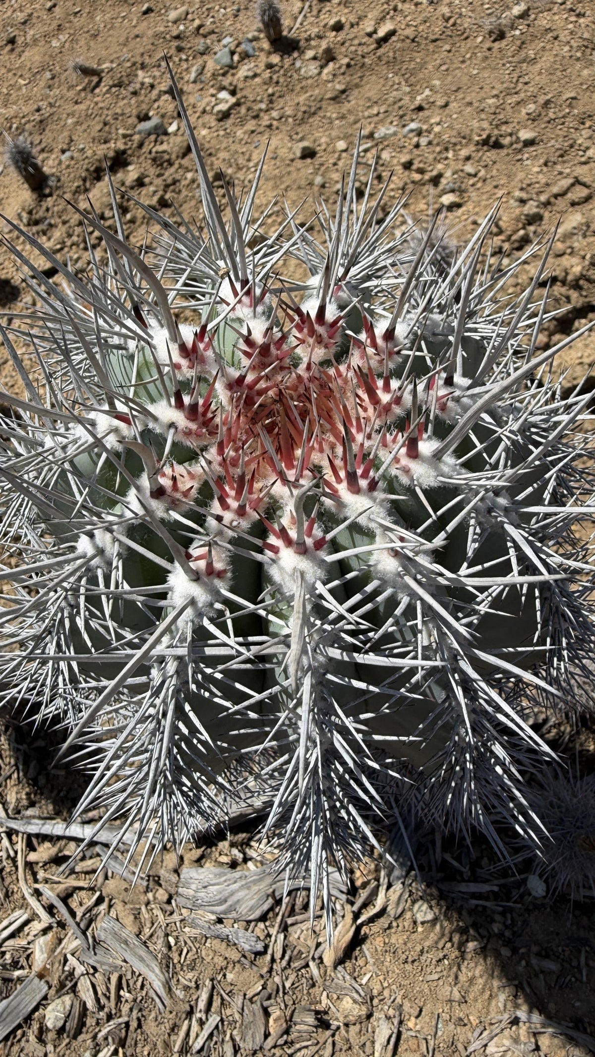 Cardon cactus crown with red new spines in white wool and silver gray older spines