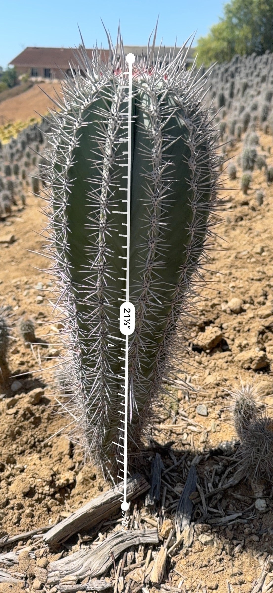 Pachycereus pringlei Cardon measured at 21.5 inches tall