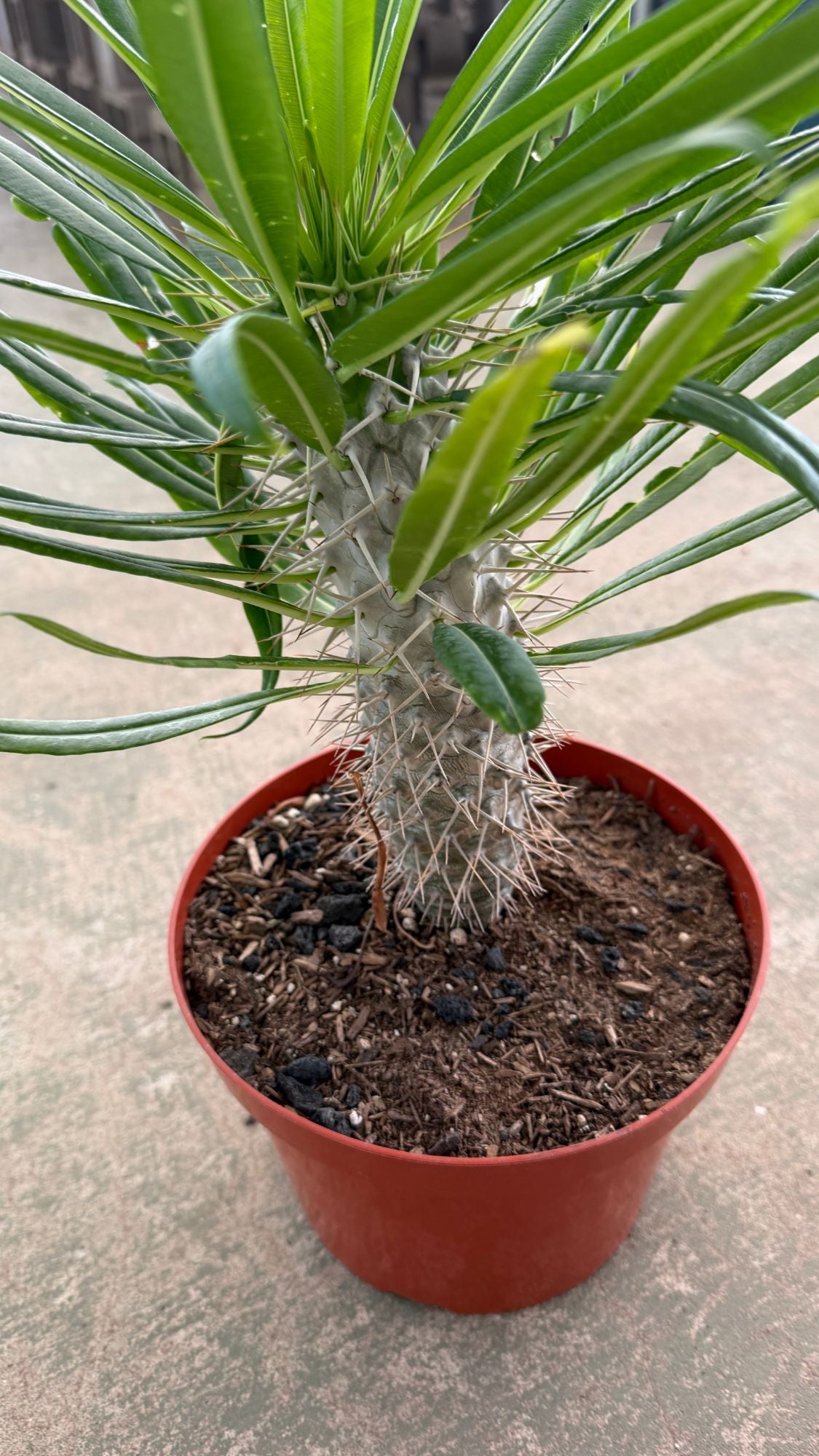Pachypodium lamerei crown and trunk in its 6 inch nursery pot