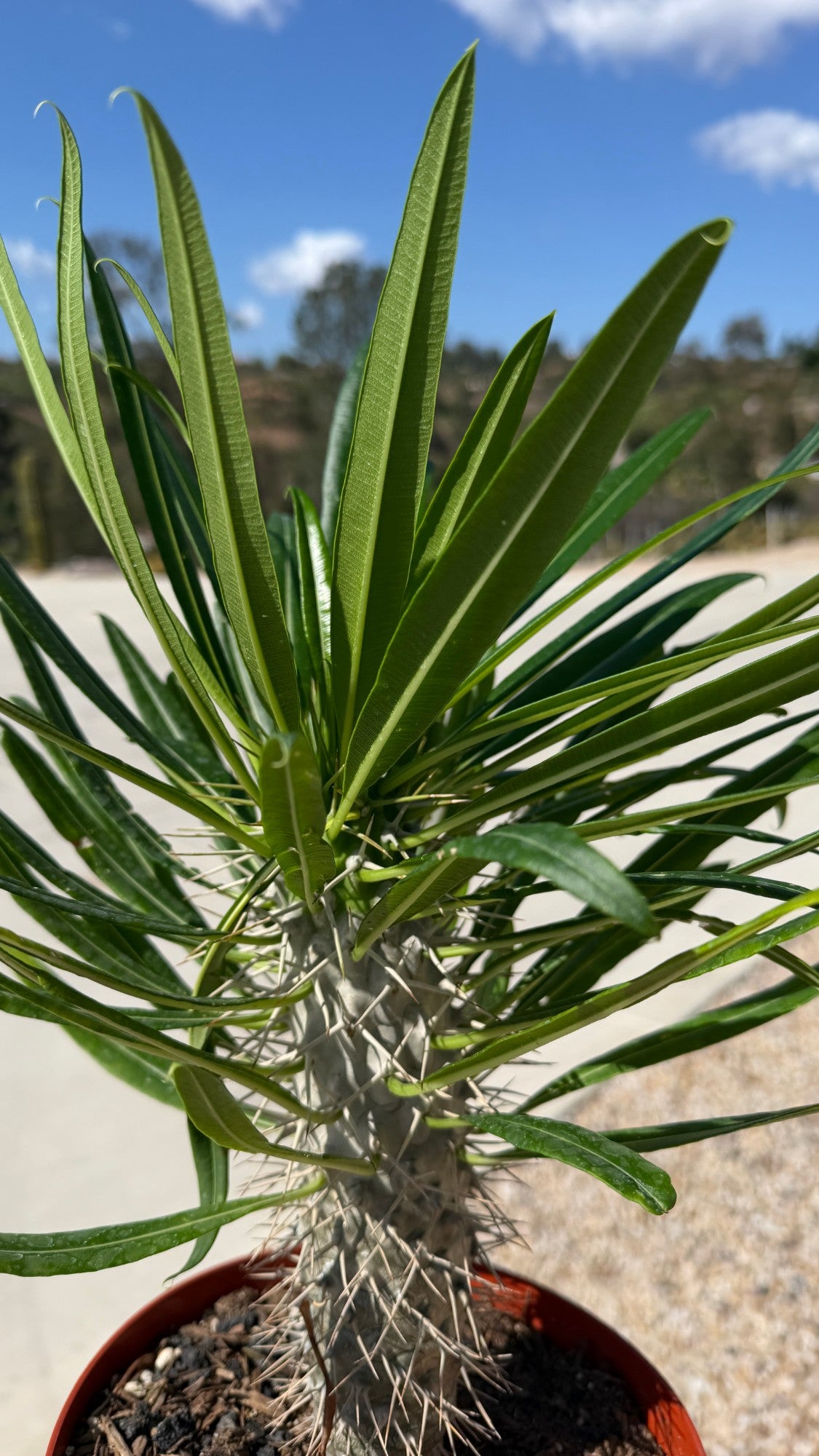 Close up of the Pachypodium lamerei trunk with straight silver spines in threes