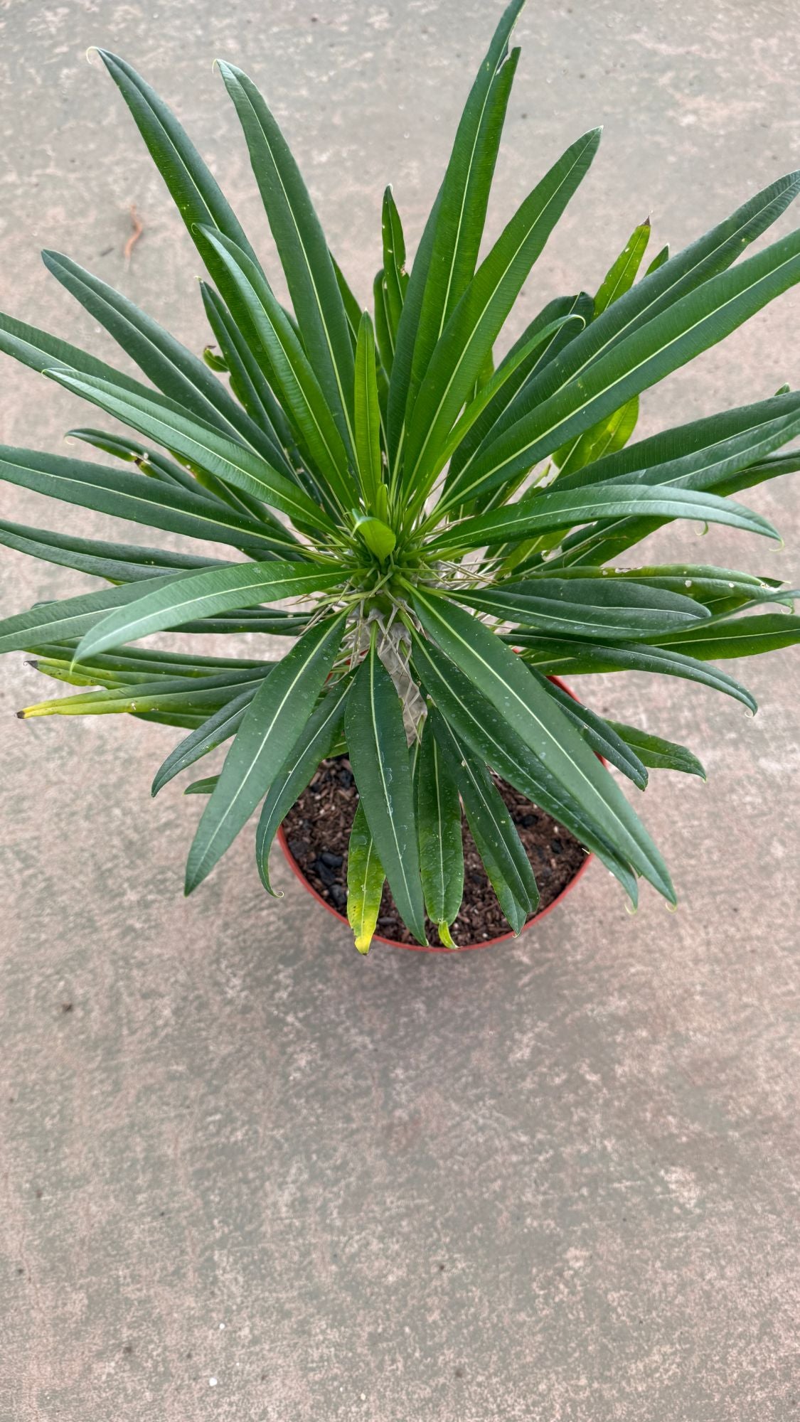 Top down view of the Madagascar Palm leaf crown