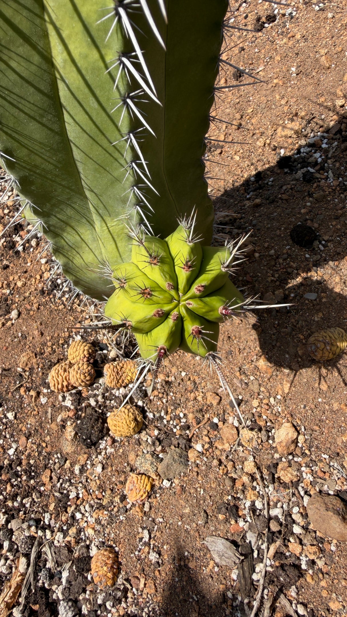 Polaskia chichipe base showing the 4 inch pup growing from the main column