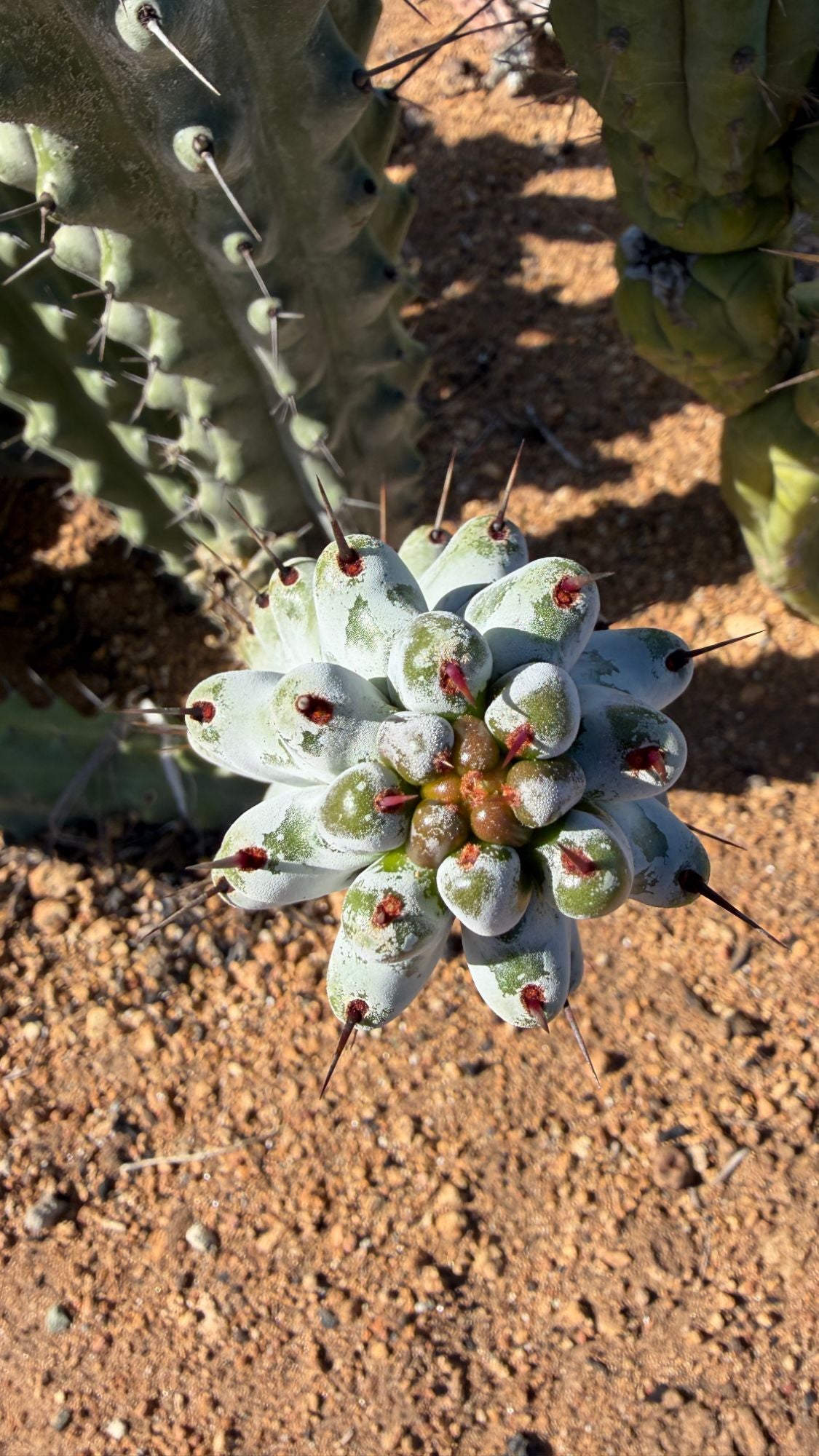 Top down view of the Chalk Cactus crown with red new spines