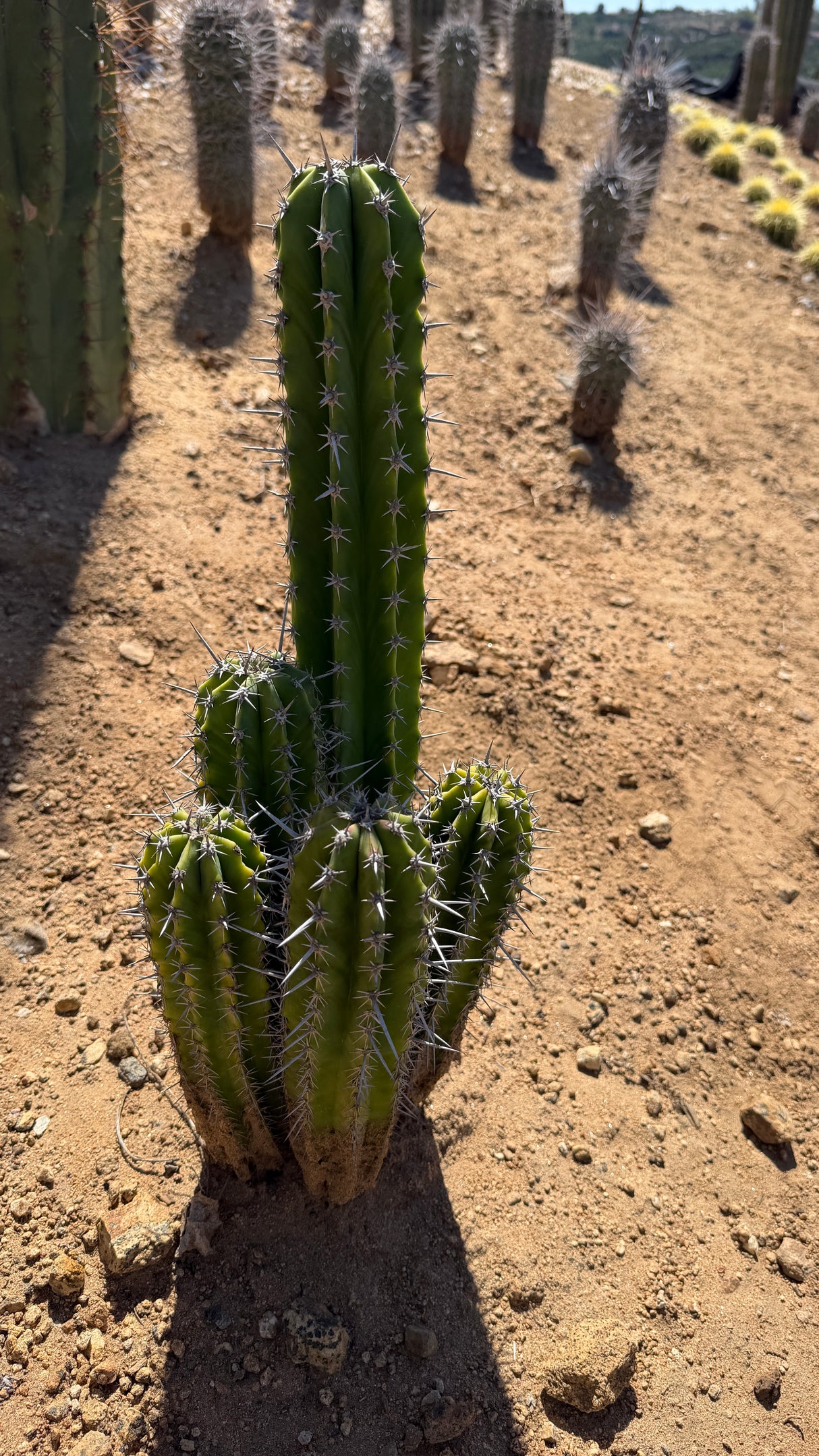Stenocereus griseus clump with a 20 inch main stem and four basal offsets