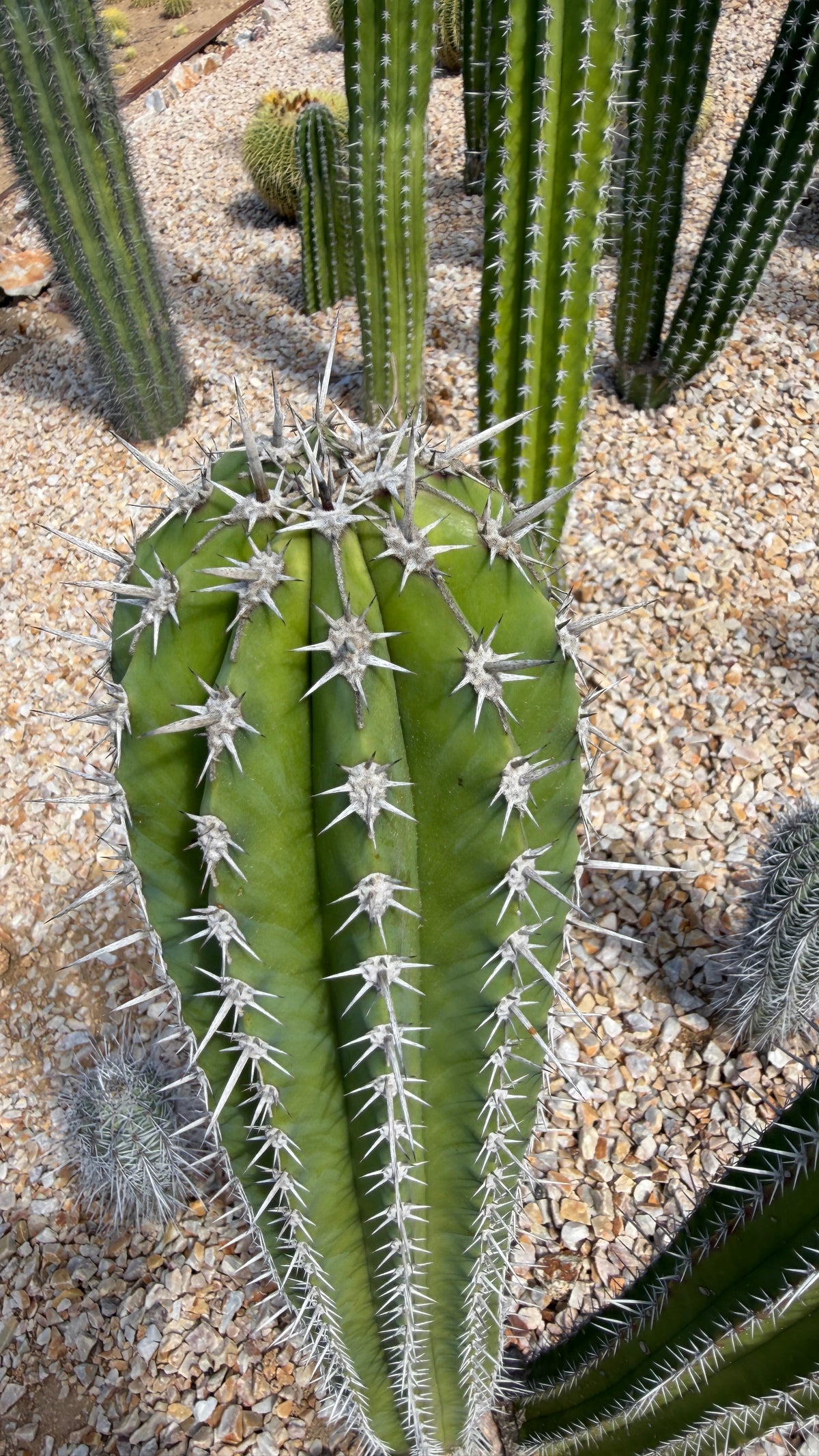 Stenocereus griseus crown from above showing rounded ribs and white star spine clusters