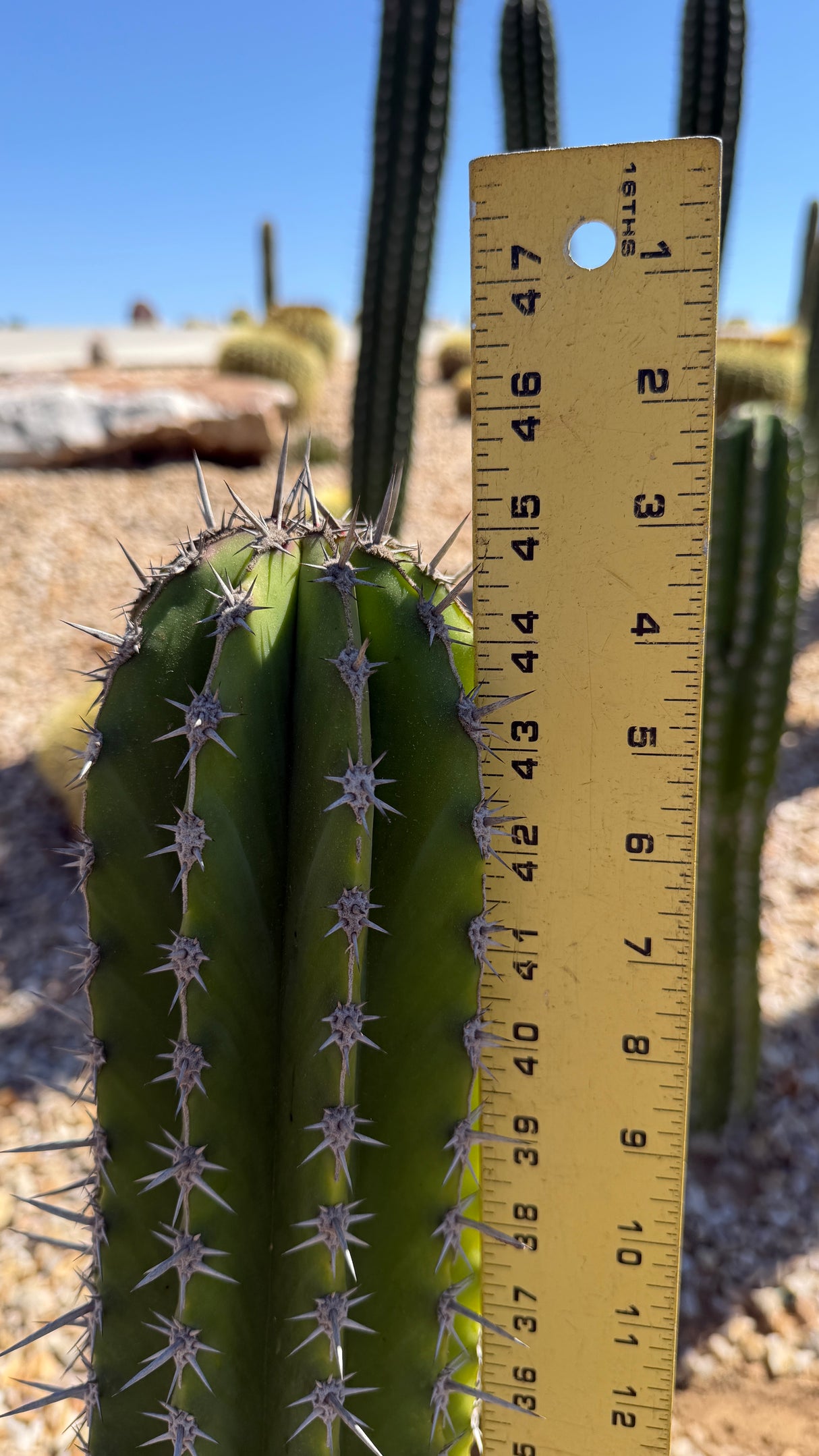 Stenocereus griseus column measured at about 44 inches tall with a yardstick