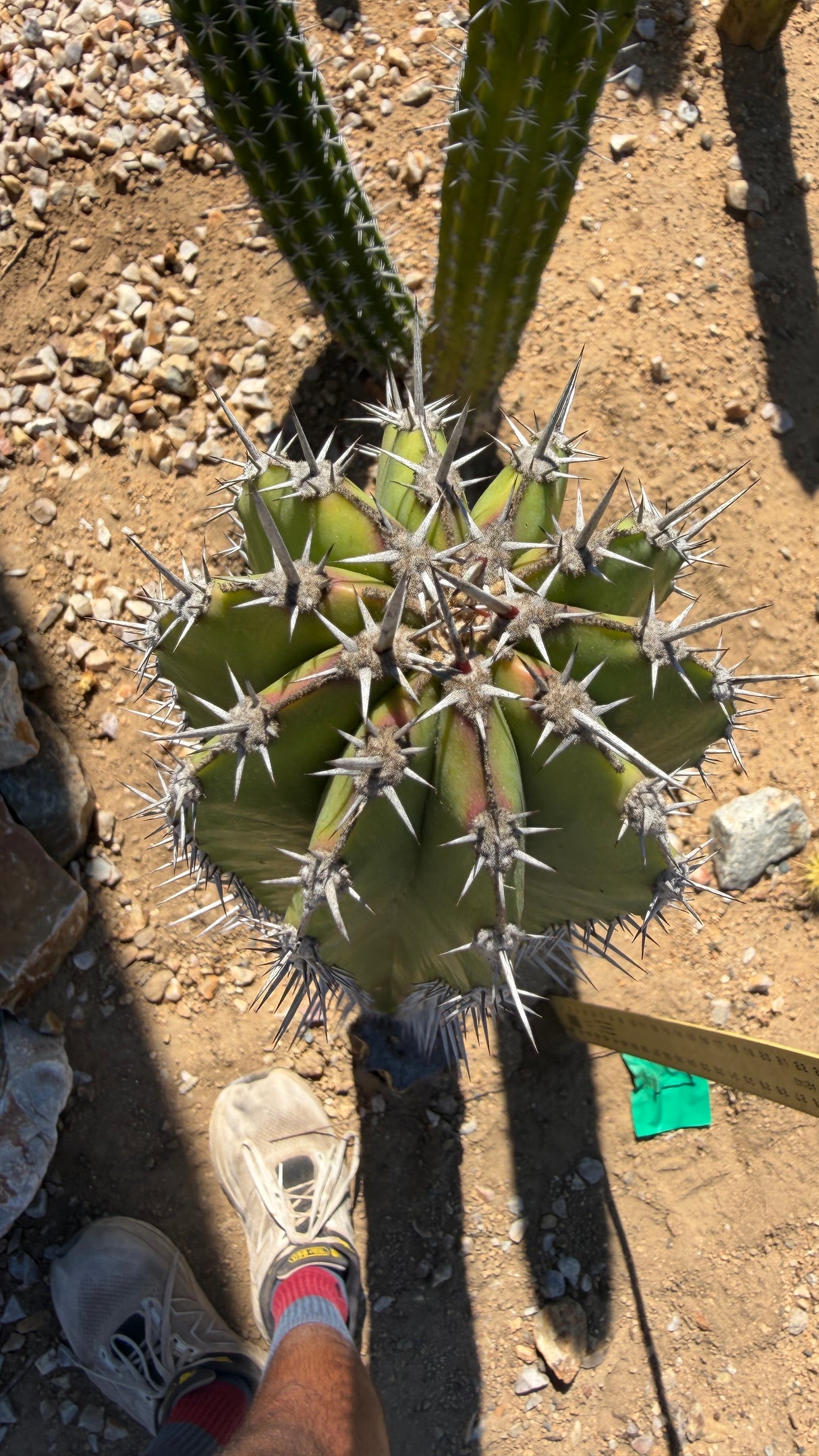 Crown of the Stenocereus griseus column with red-tipped new spines