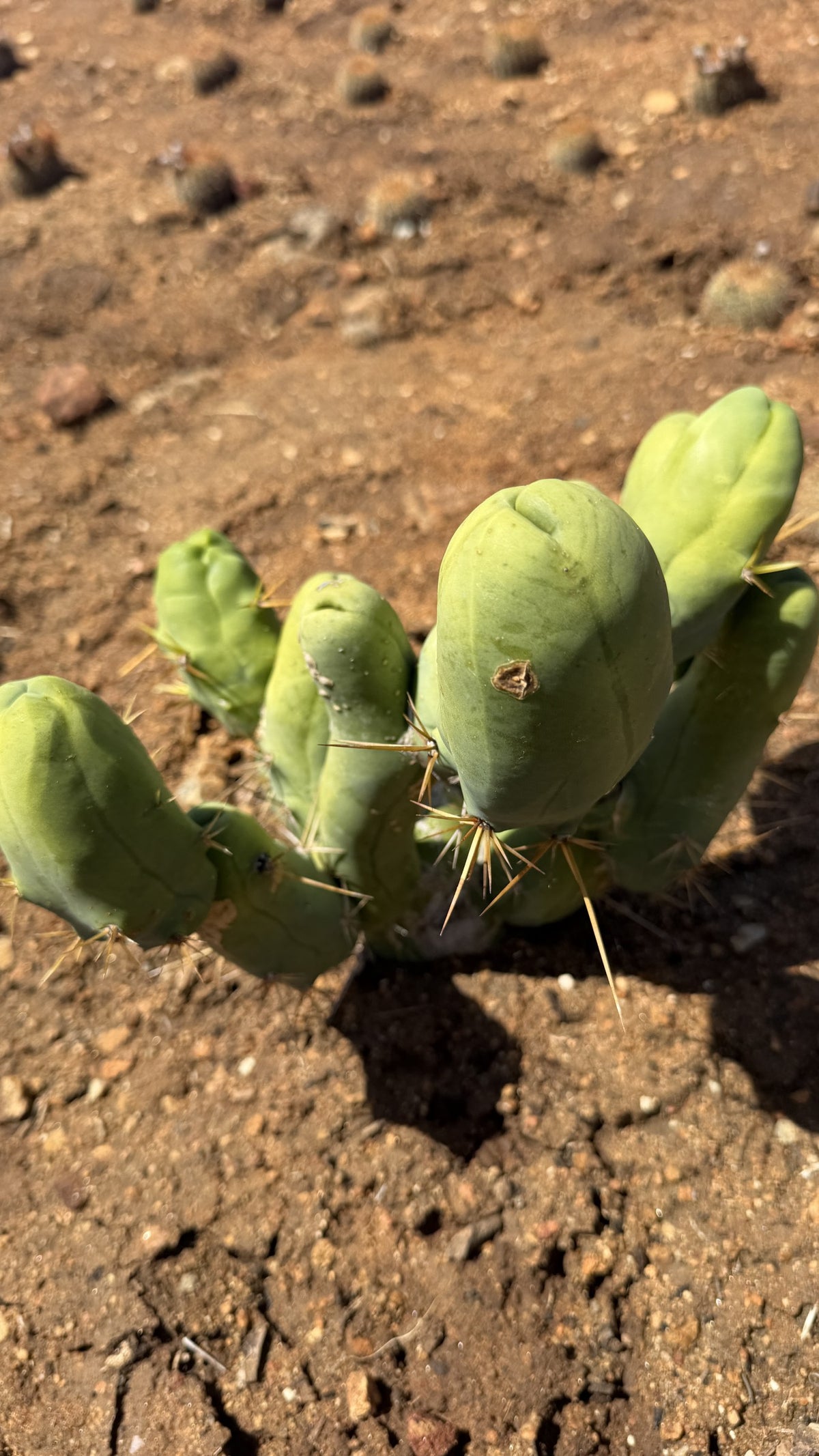 Penis Cactus side view showing smooth node tips and golden spines on the lower sections