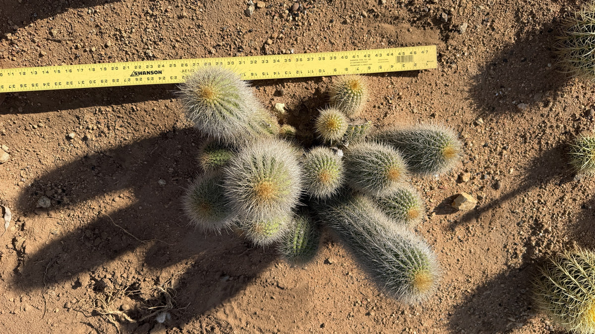Trichocereus hybrid clump measured at about 16 inches wide with a yardstick