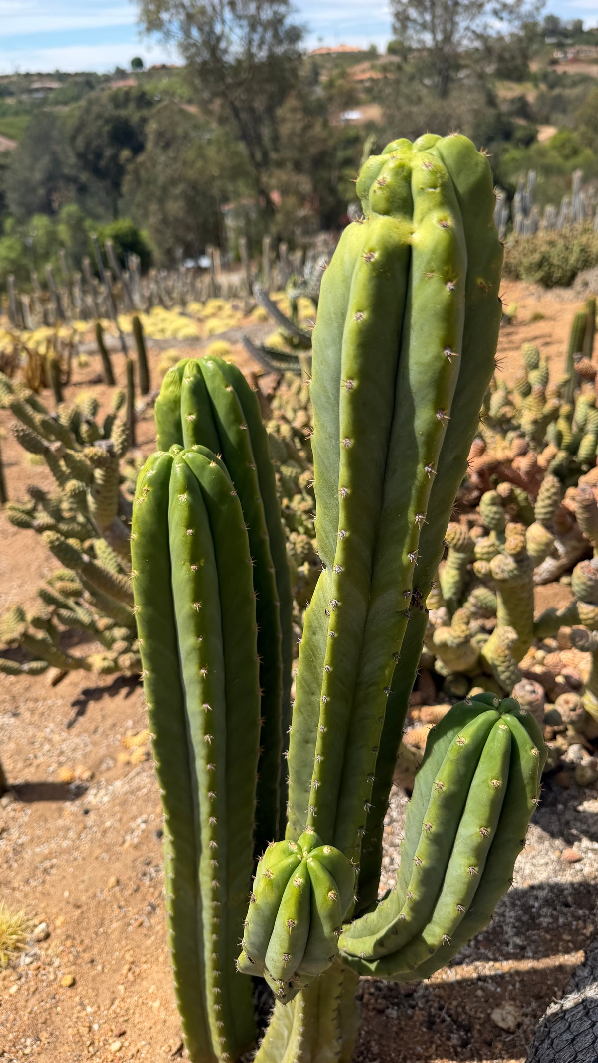 One of a kind San Pedro cactus Echinopsis pachanoi clump with five columns, three main stems and two off a branch, at Cactus Warehouse