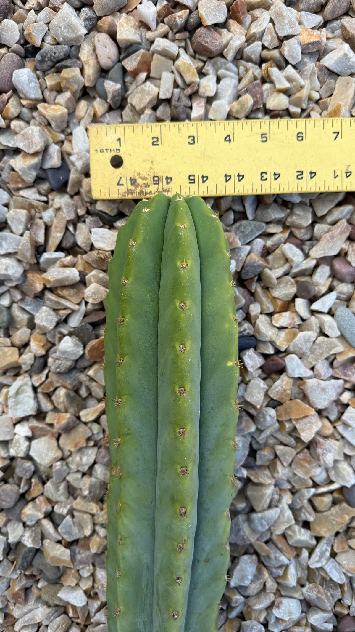 Crown of the 43 inch San Pedro cutting about 4 inches across with a ruler