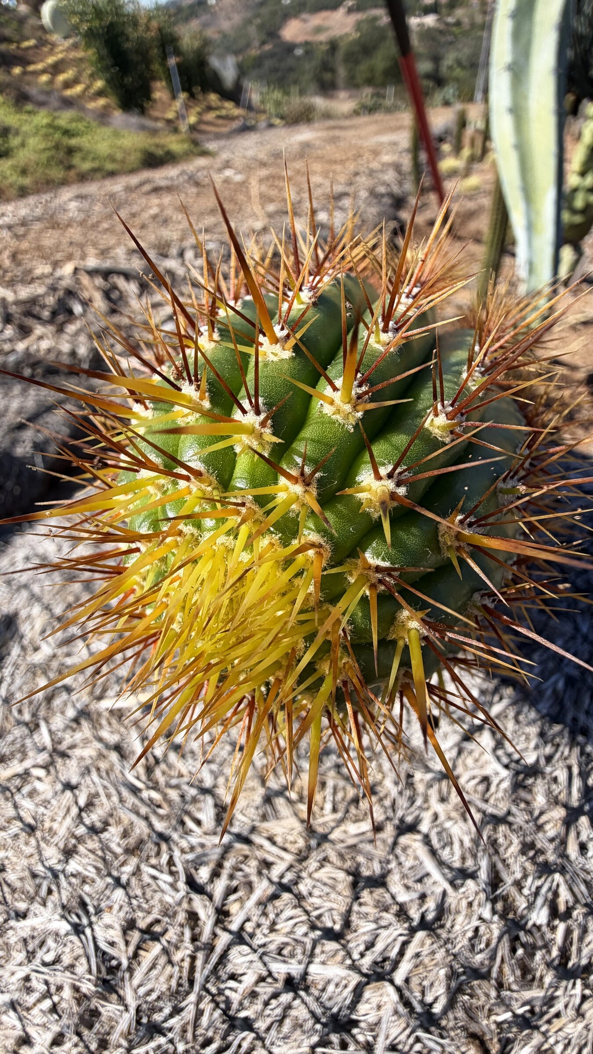 Golden Torch crown with golden yellow spines