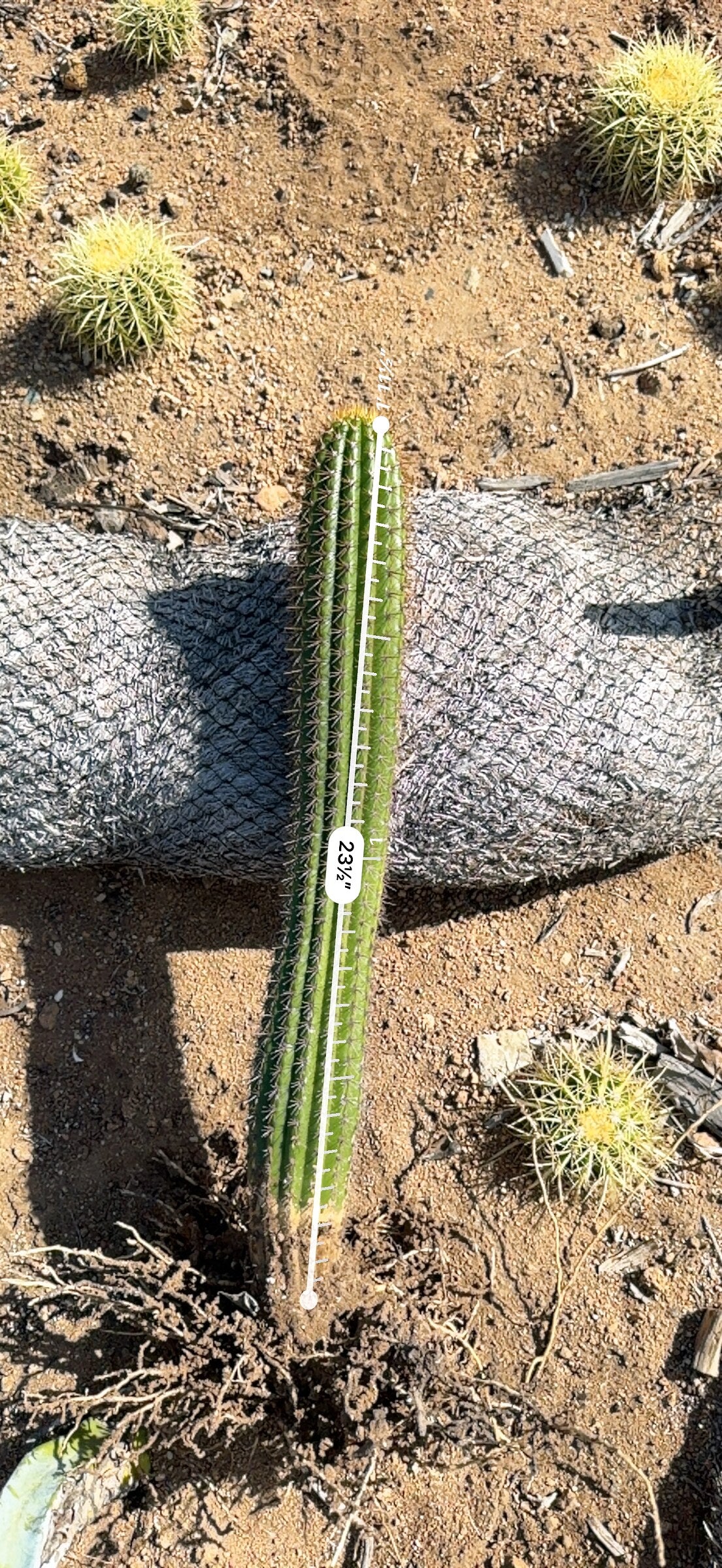 Golden Torch cactus measured at 23.5 inches with roots showing