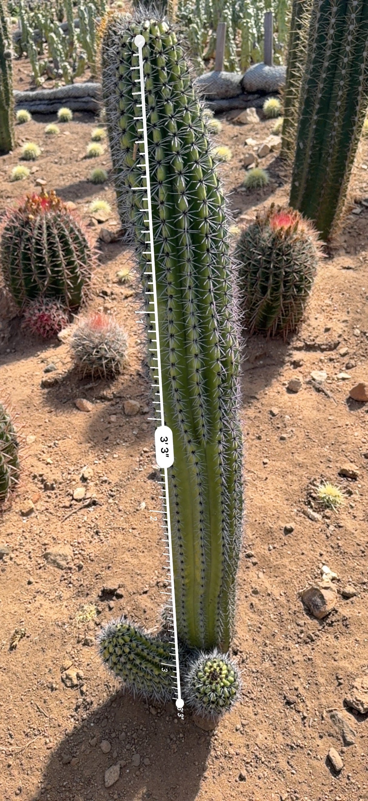 Organ Pipe Cactus measured at 3 feet 3 inches tall